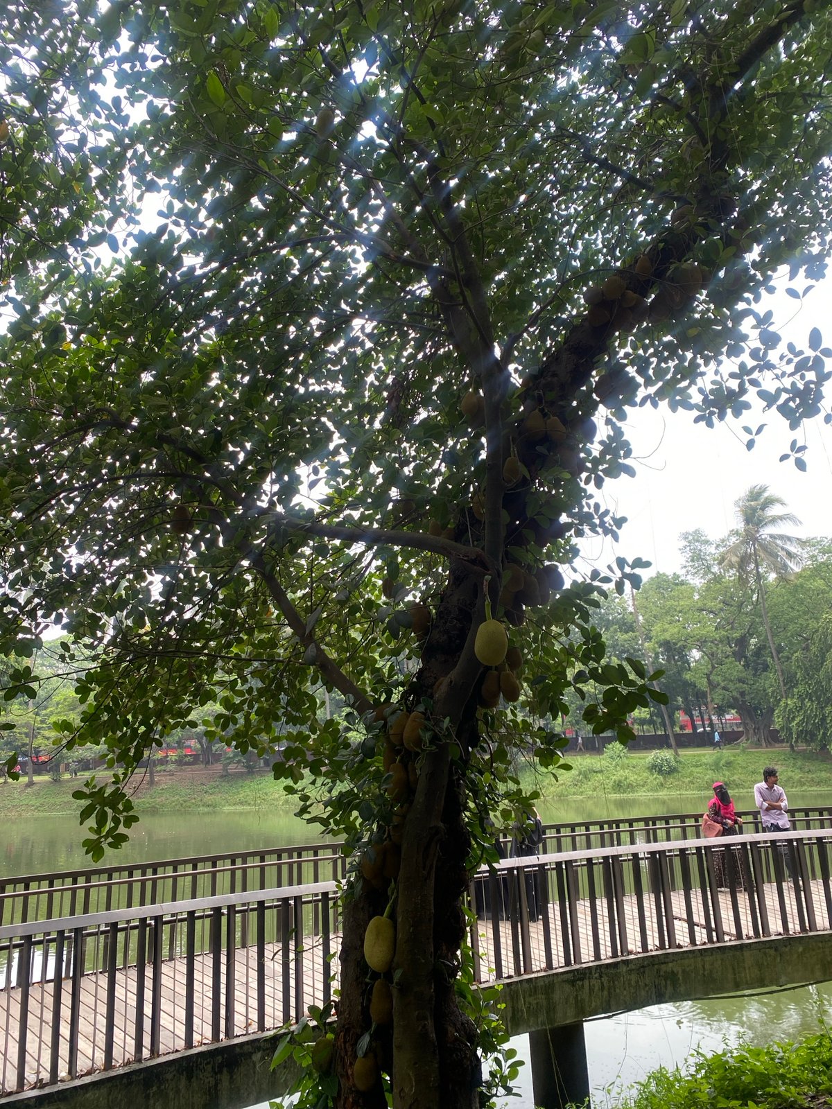 Morning park scenes captured in Dhaka's green spaces