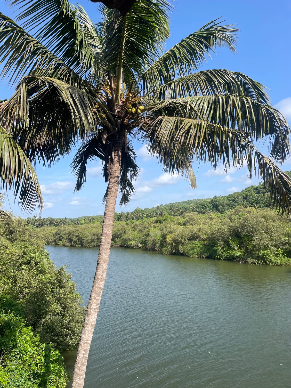 Coconut palms and green water along a Marna riverbank