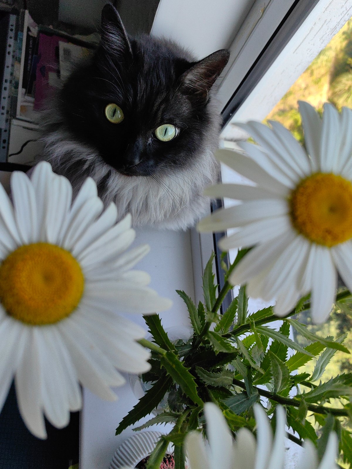 Dark-furred cat on a Sochi windowsill, curious about daisies