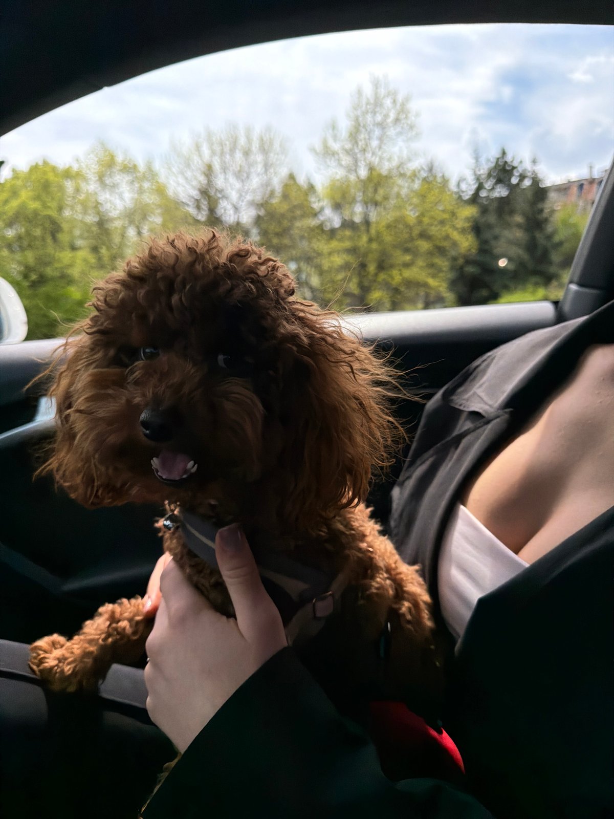Small brown dog held by passenger in Sofia car
