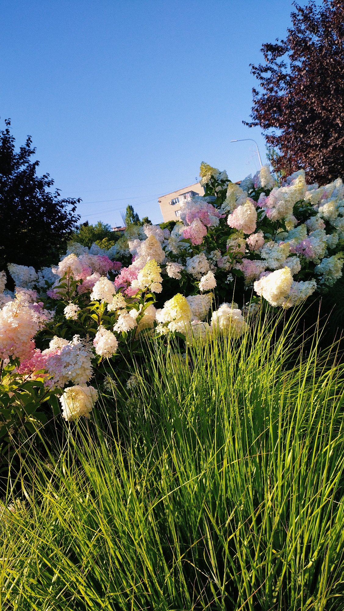 Summer morning selfies and blooming hydrangeas in Horishni Plavni