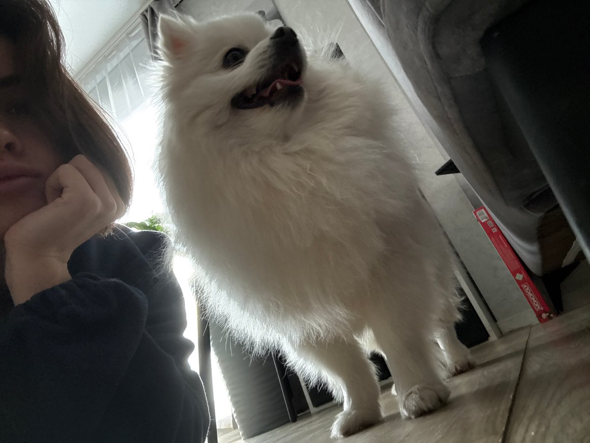 Dogs and Lego car documented in Russian home