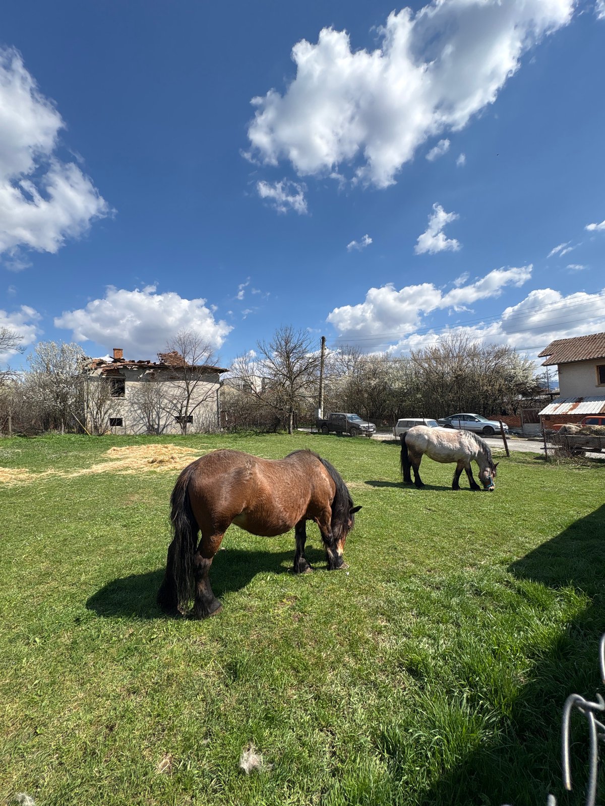 Horses graze in spring fields near Chavdar, Bulgaria