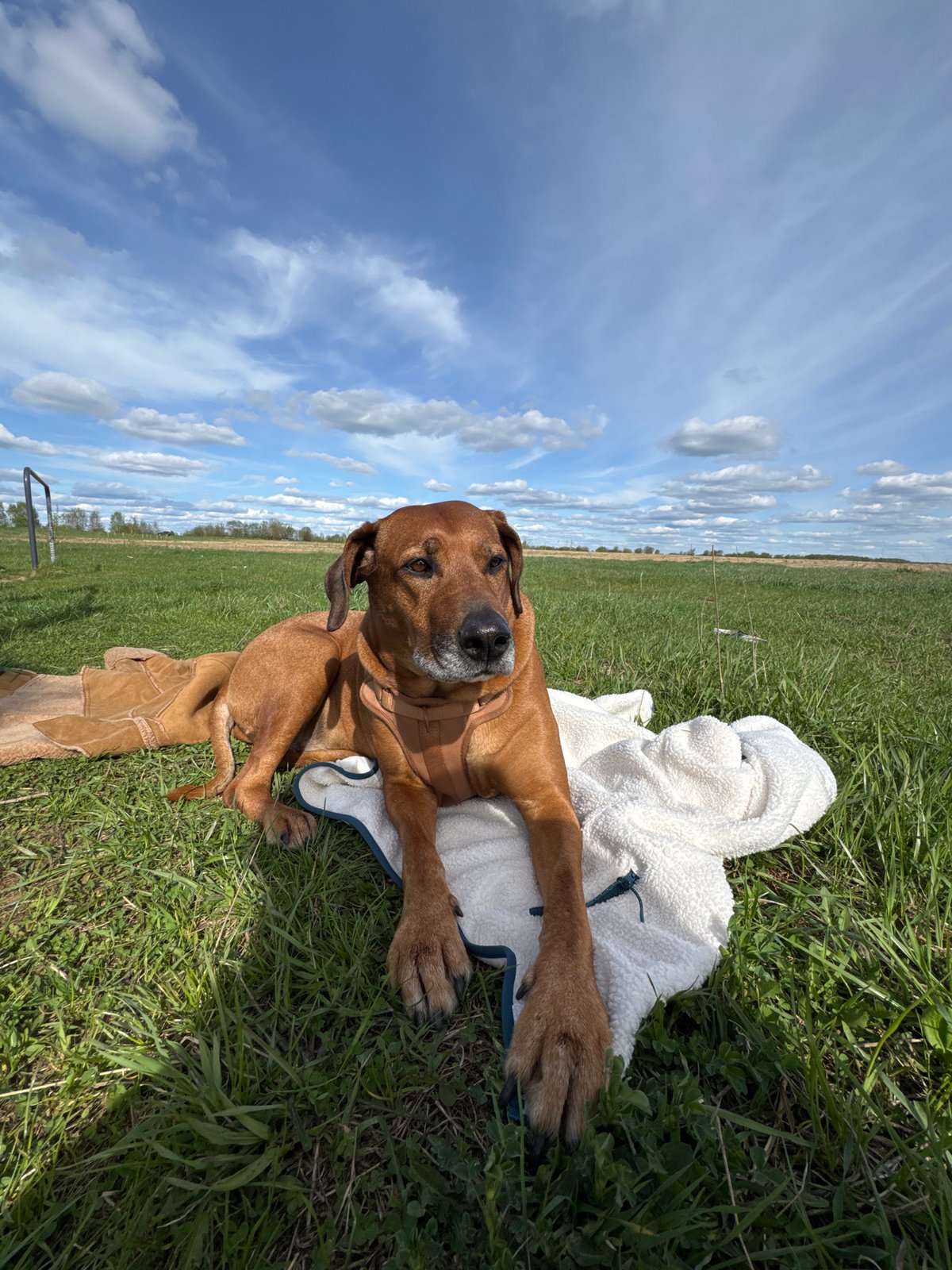 Woman does yoga with dog in Russian field