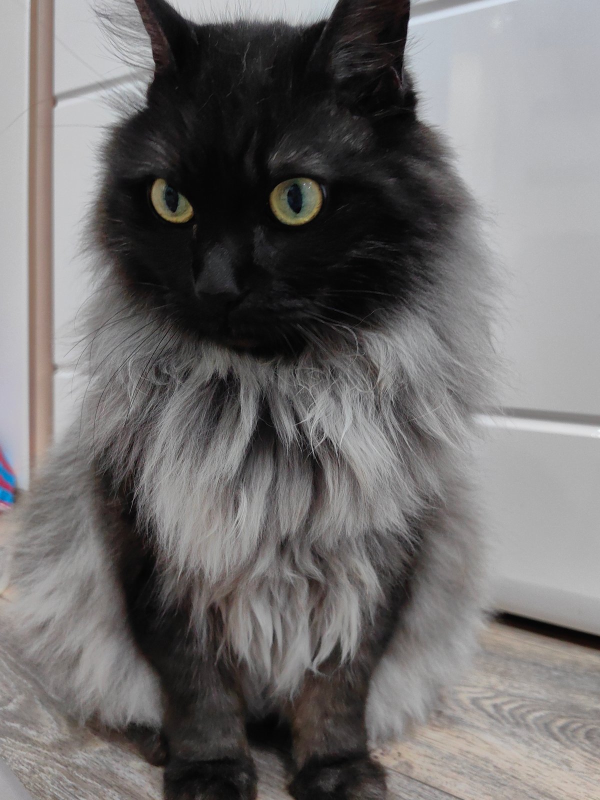 Family checkers night with curious cat in Sochi home