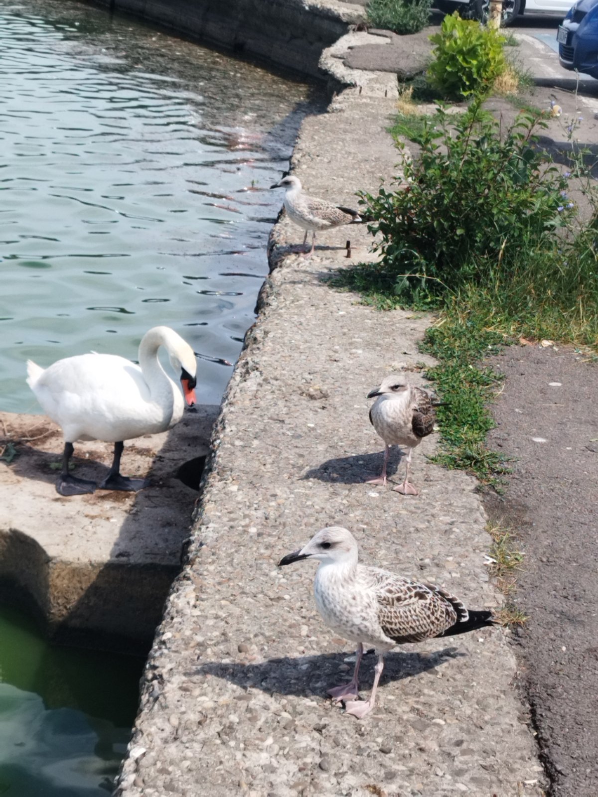Swans and wildlife along the Constanța waterfront