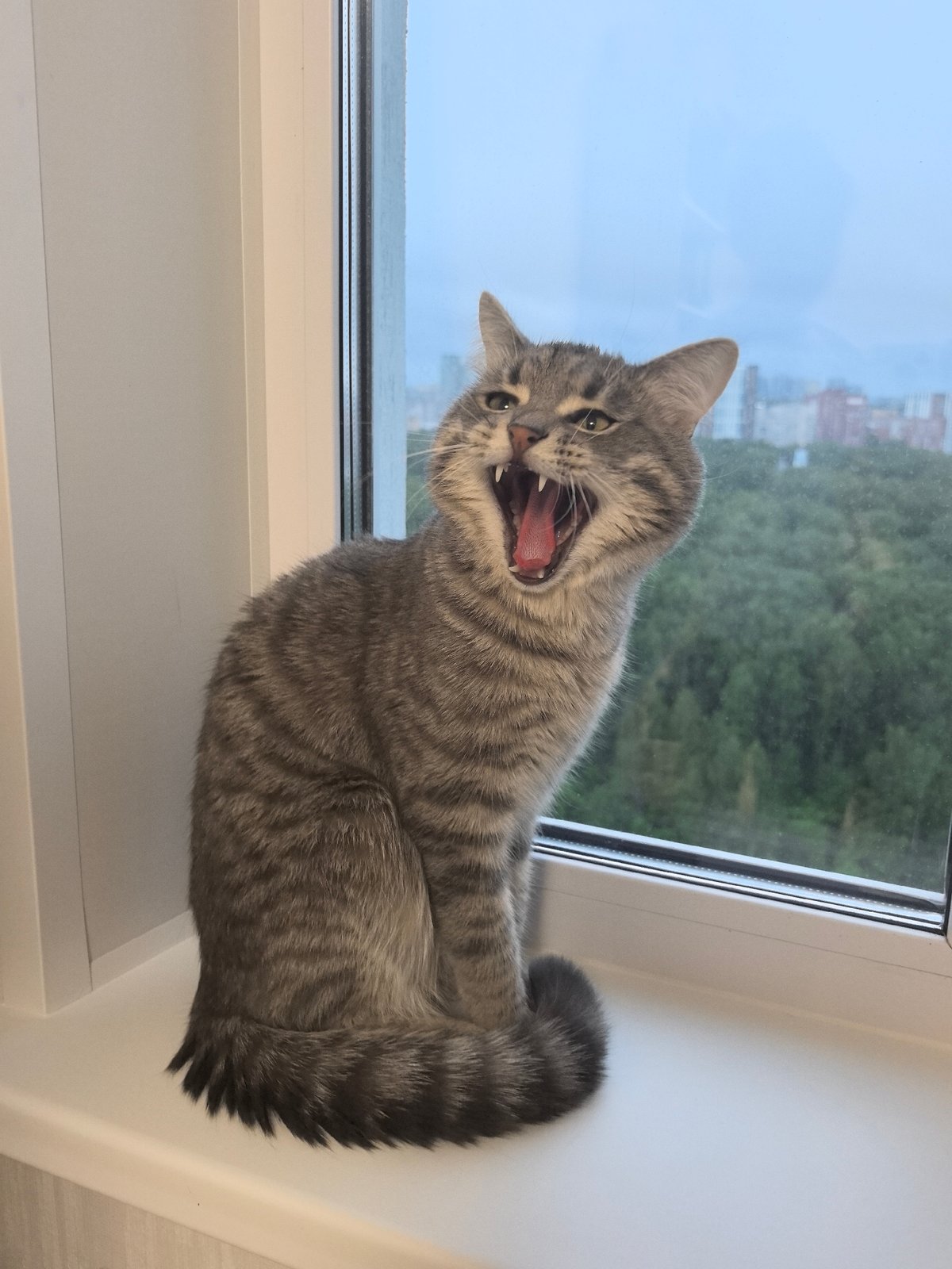 Tabby cat yawns on windowsill overlooking Perm cityscape