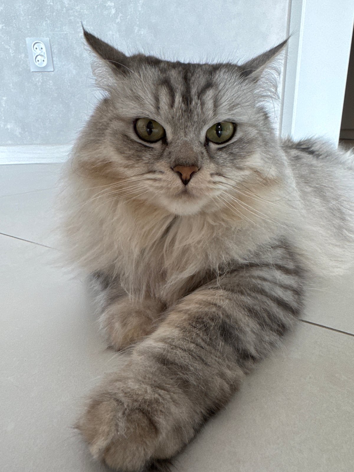 Russian family enjoys morning moments with cats at home