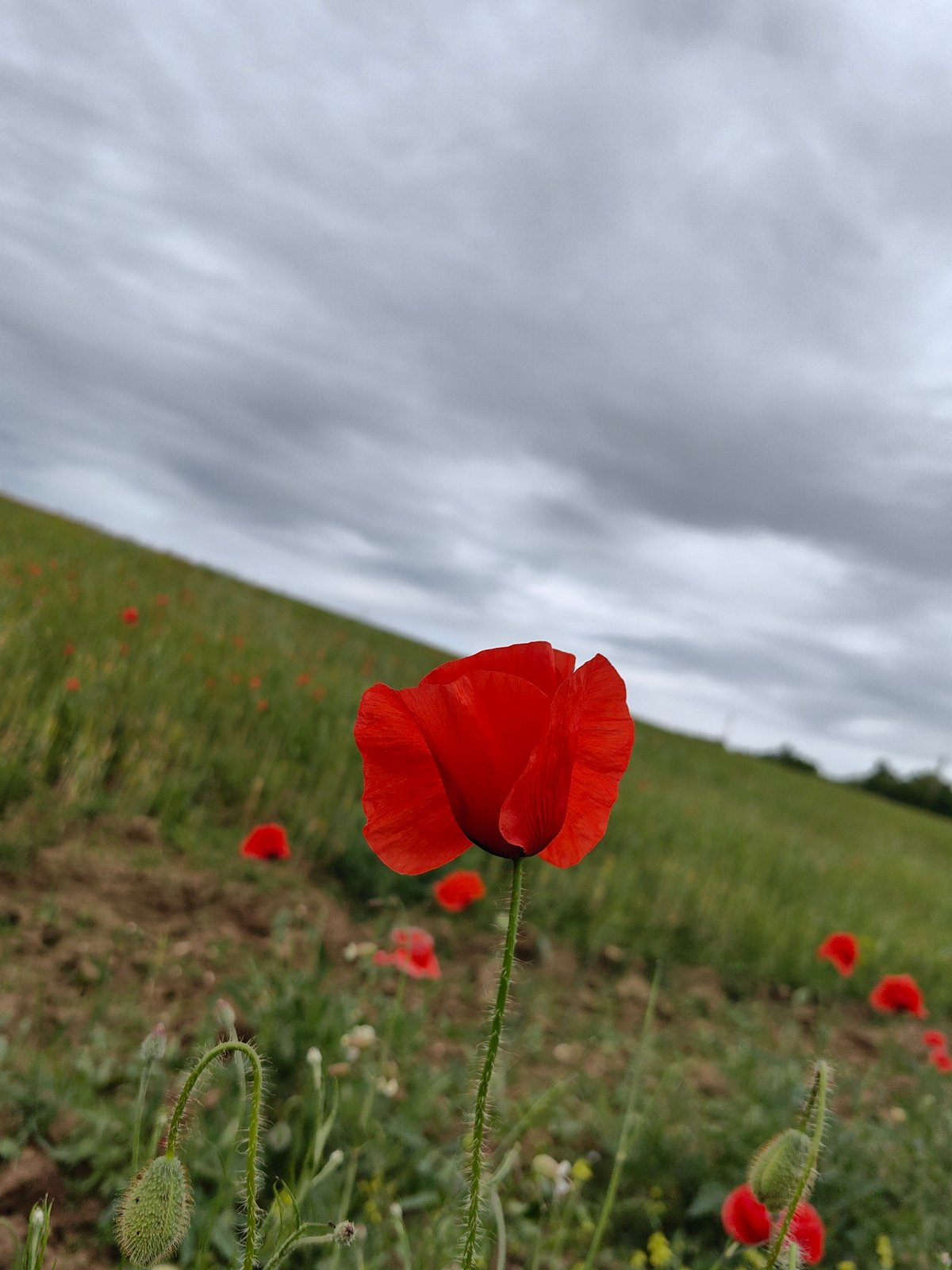 Red poppy flower documented in Ukrainian countryside