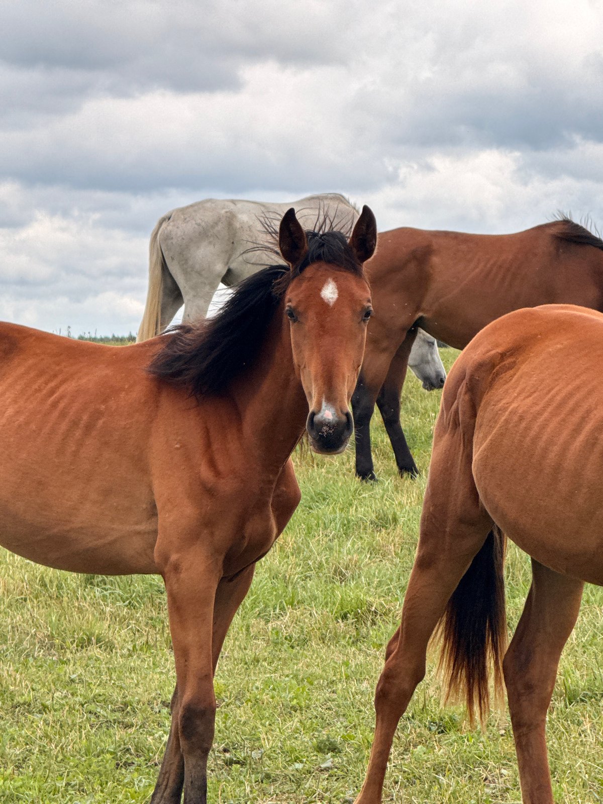 Horses and foal graze in a Lithuanian field on a cloudy day