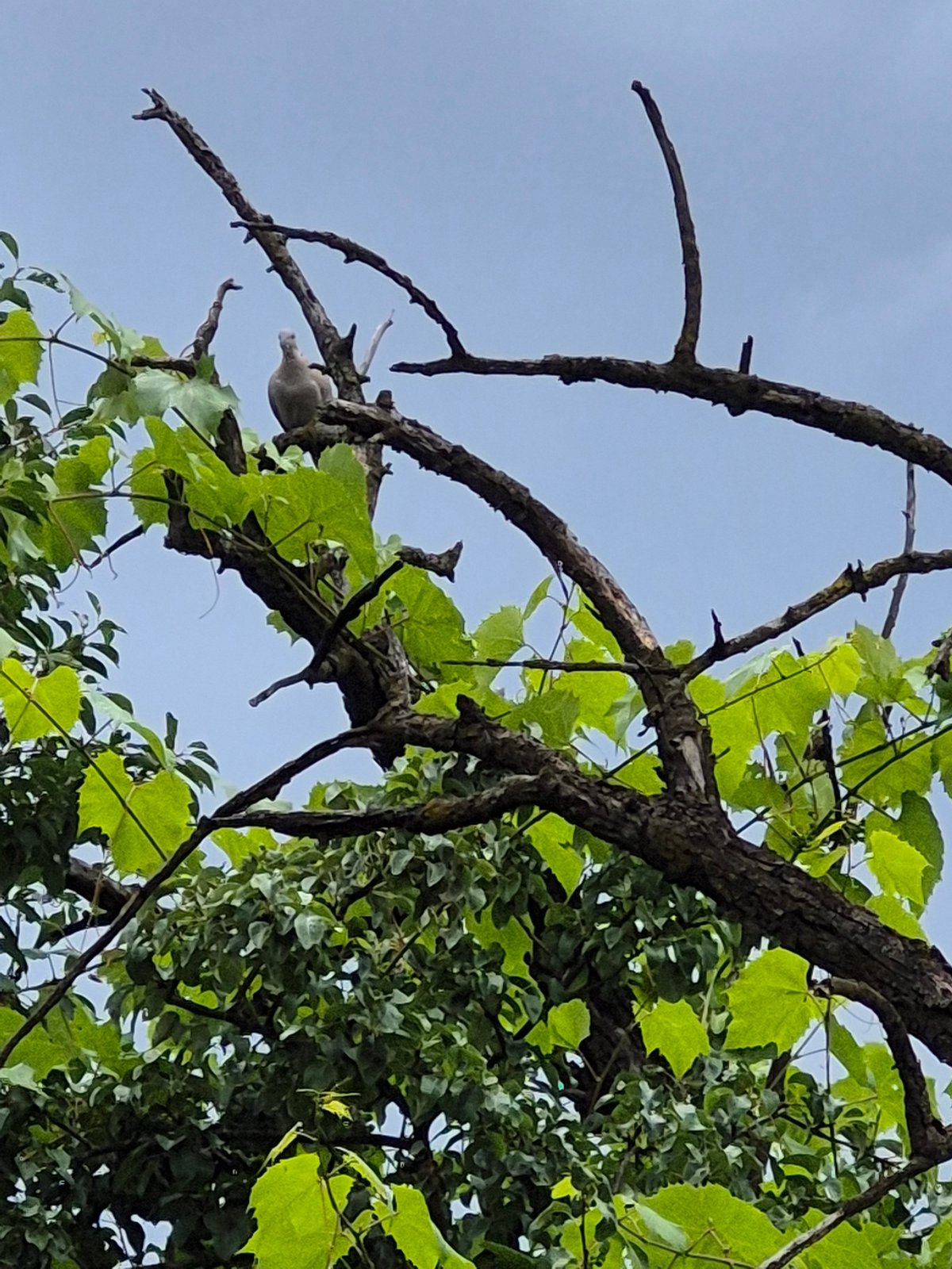 Doves, a dog, and a backyard garden on an overcast afternoon