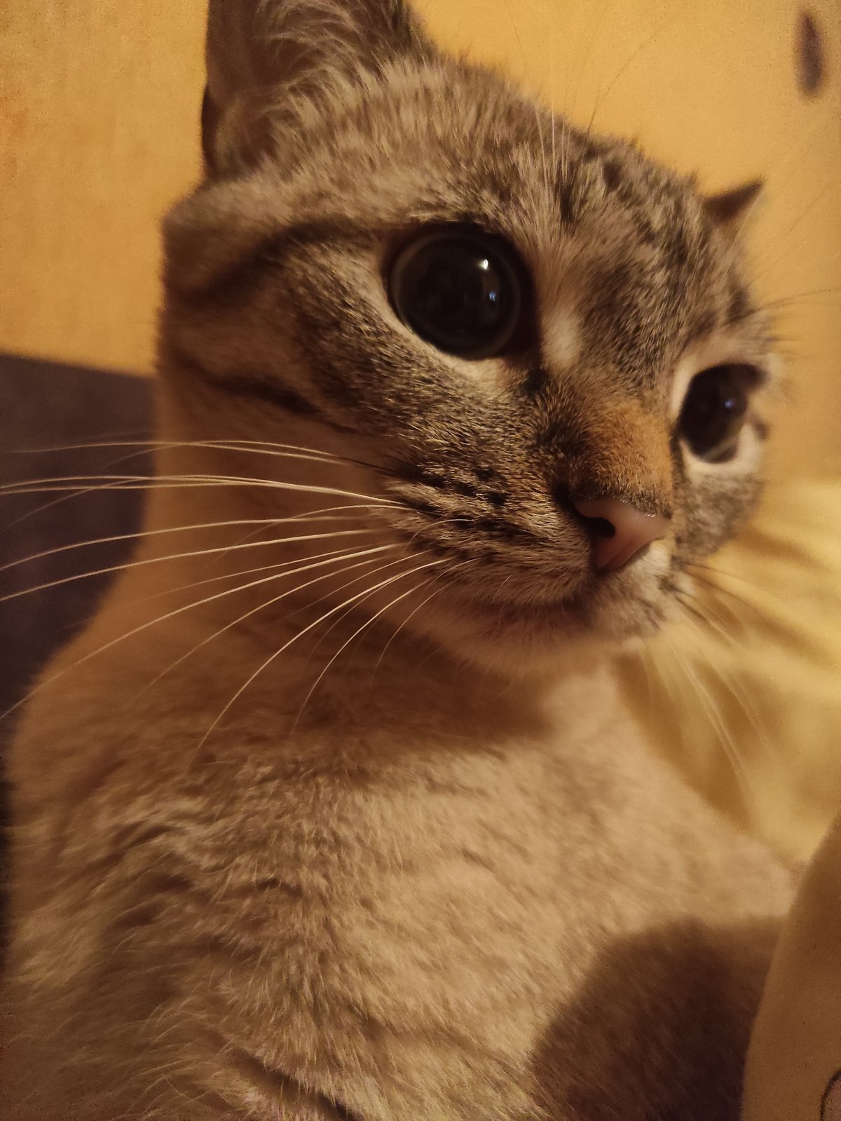 Tabby and Siamese cats at home in Poltava