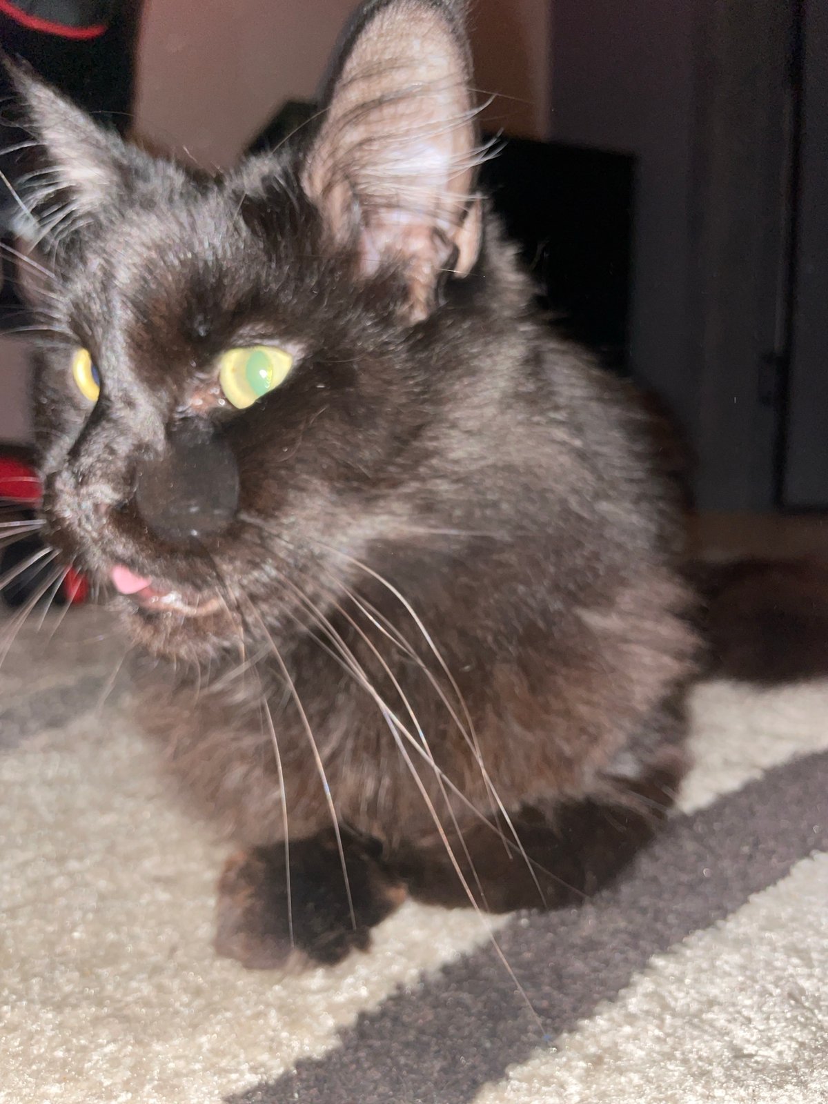Black cat photographed in home setting in Chaikovsky
