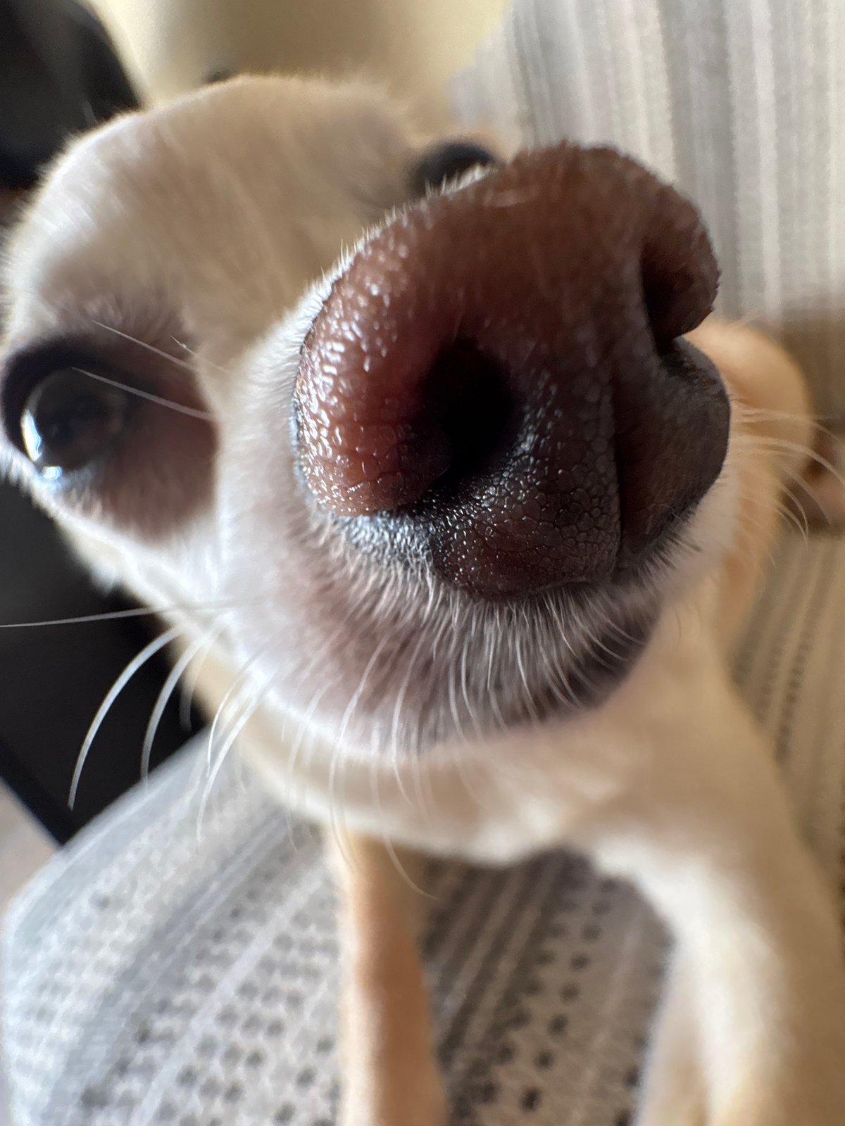 Pet owner documents cats and dogs in Vratsa, Bulgaria