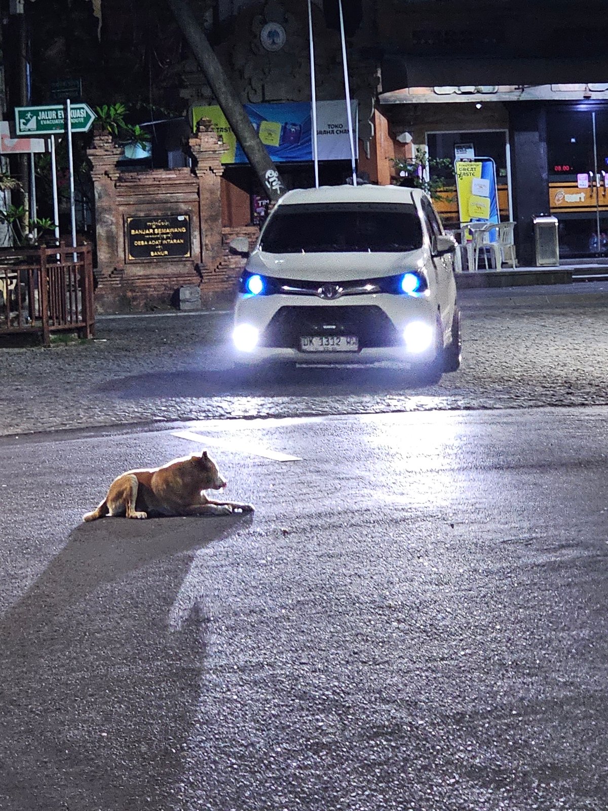 Dog wanders Denpasar streets at night amid light traffic
