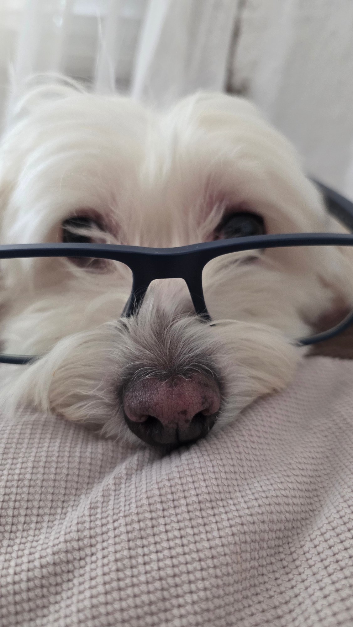 Fluffy white dog dominates a lazy Blagoevgrad morning at home