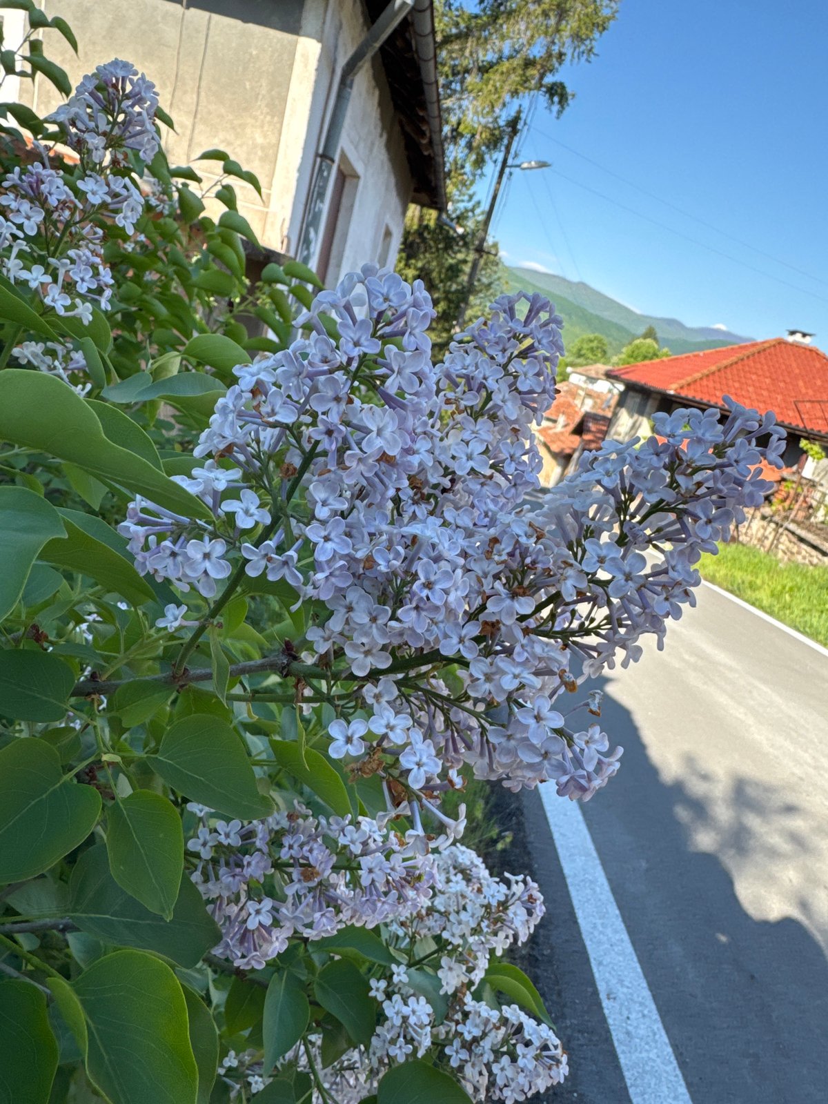 Spring lilacs bloom in Bulgarian mountain town