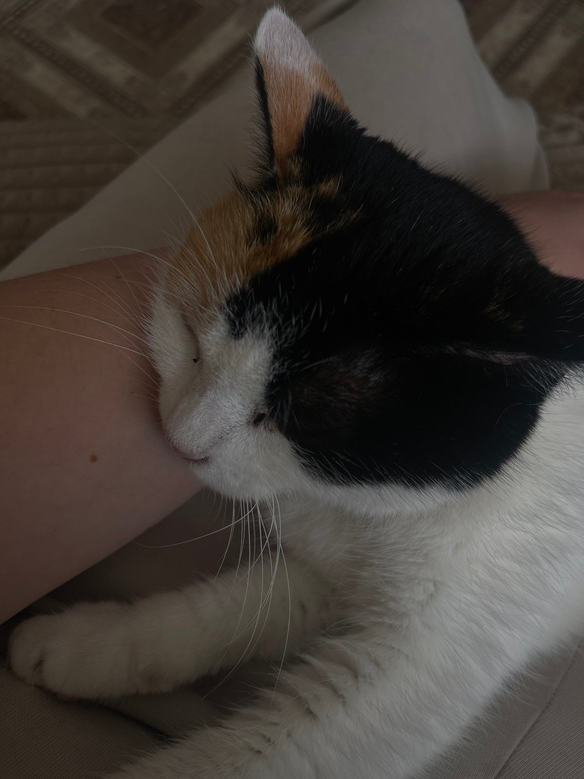 Person shares quiet morning moments with calico cat in Zhigalki