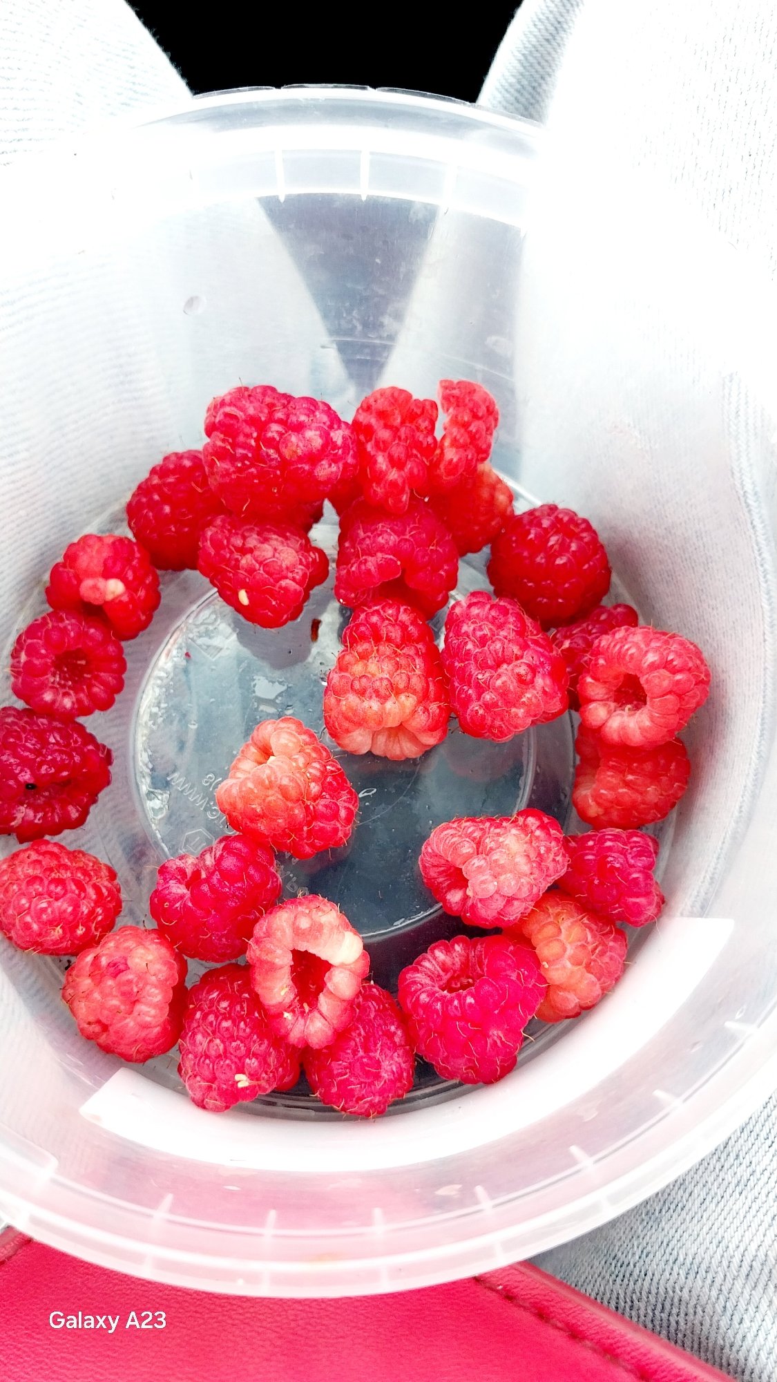 Raspberries and wildflowers along a Russian summer path