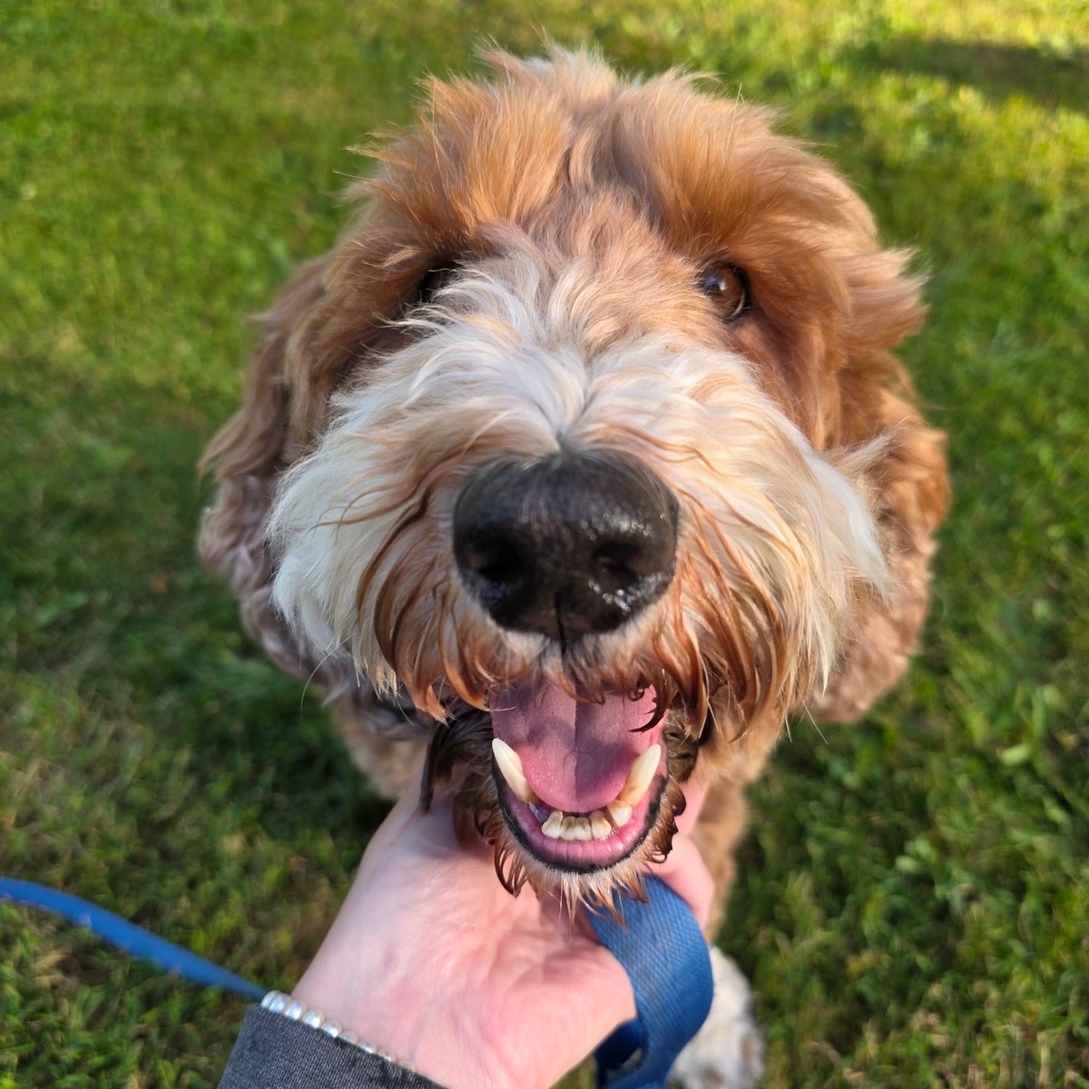 Dog, garden flowers, and backyard wildlife in Portland