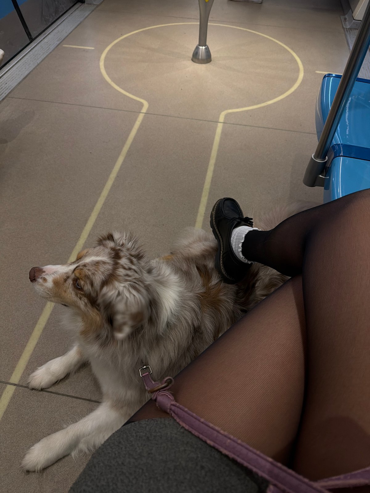 Transit passenger spotted in distinctive black shoes with ruffles