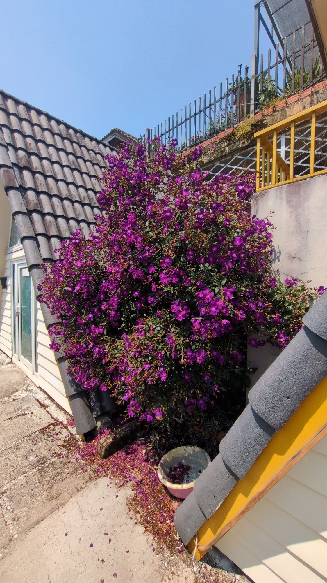Morning scenes captured around Da Lat, Vietnam outdoor spaces