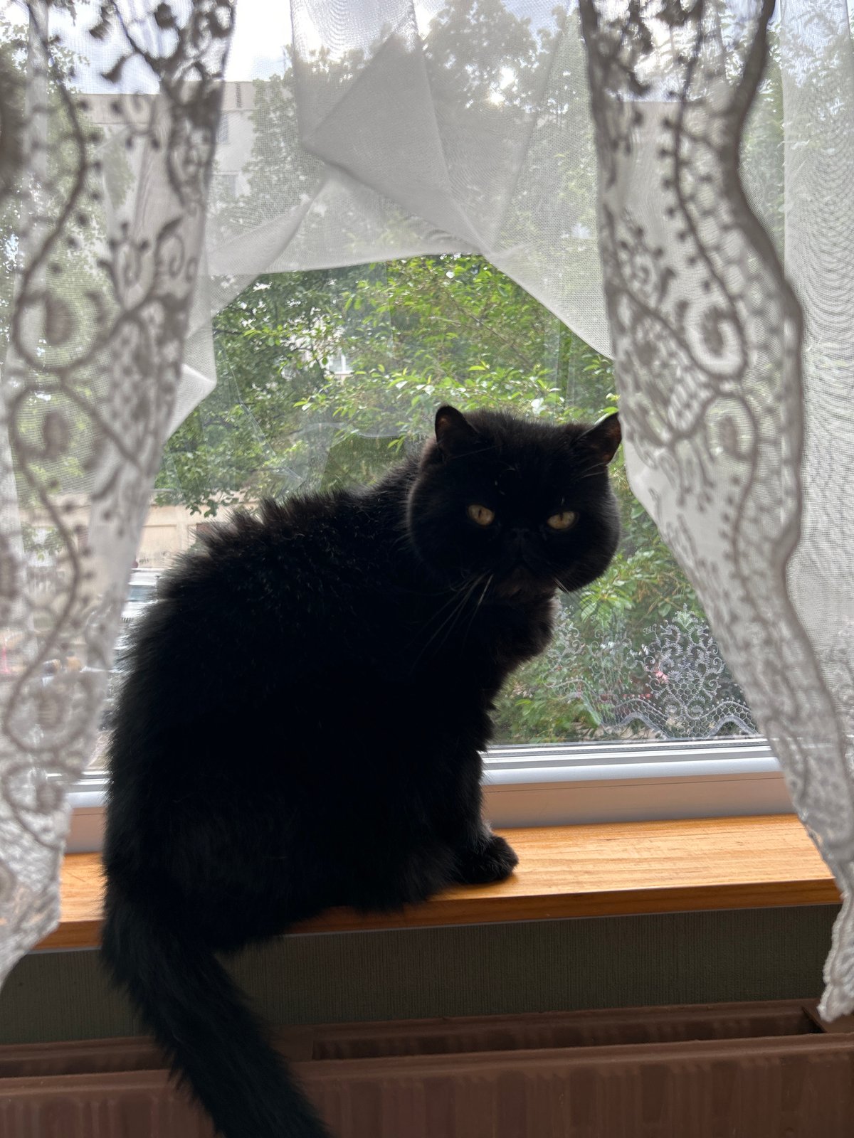Black cat observed gazing from window sill