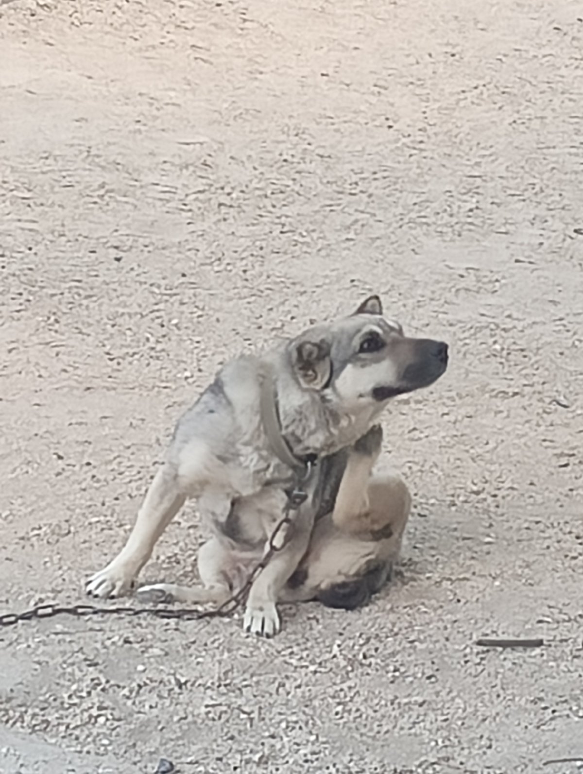 Dog, cat, and rooster caught going about their day