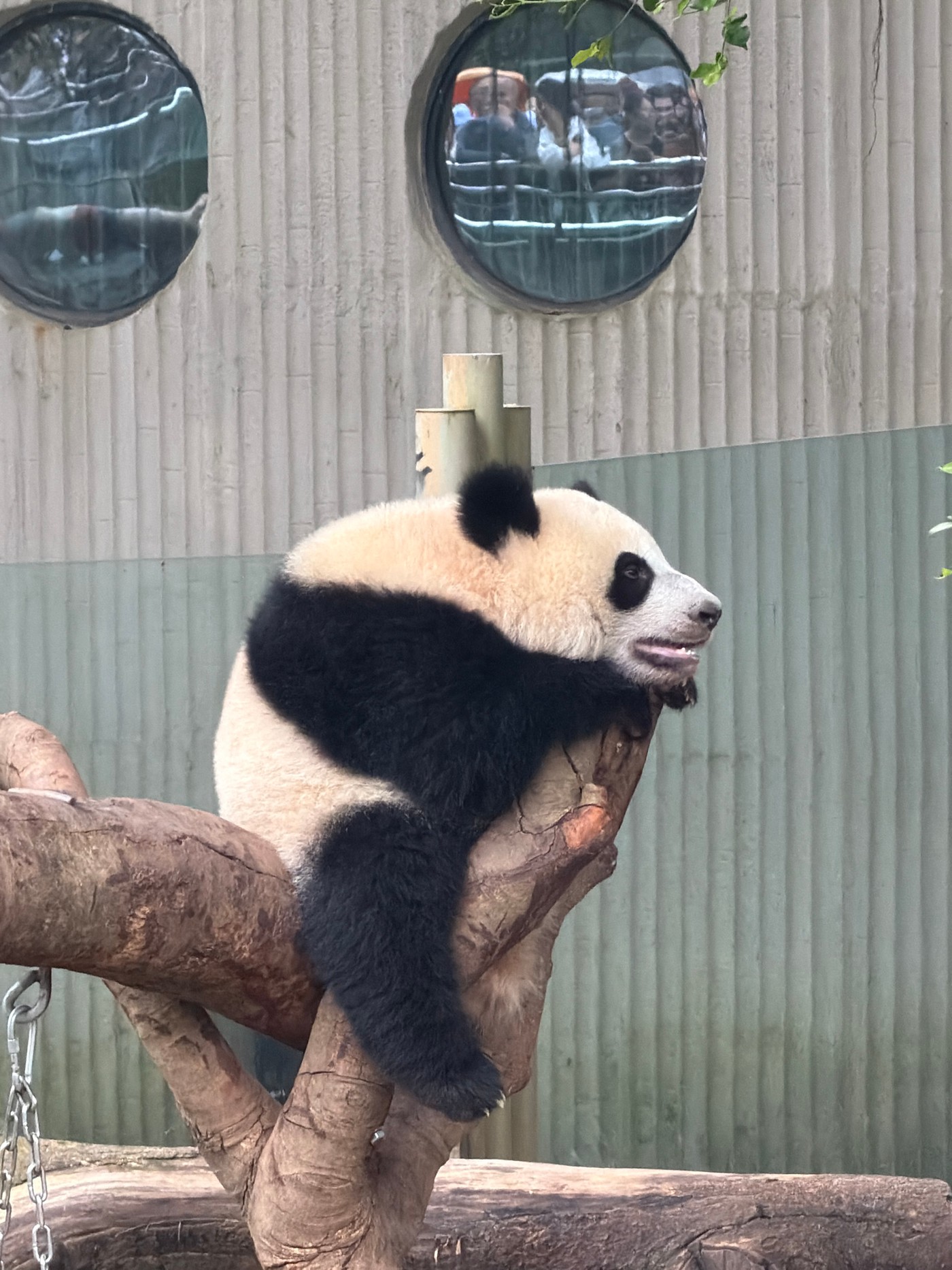 The Quiet Lives of Chongqing’s Giant Pandas
