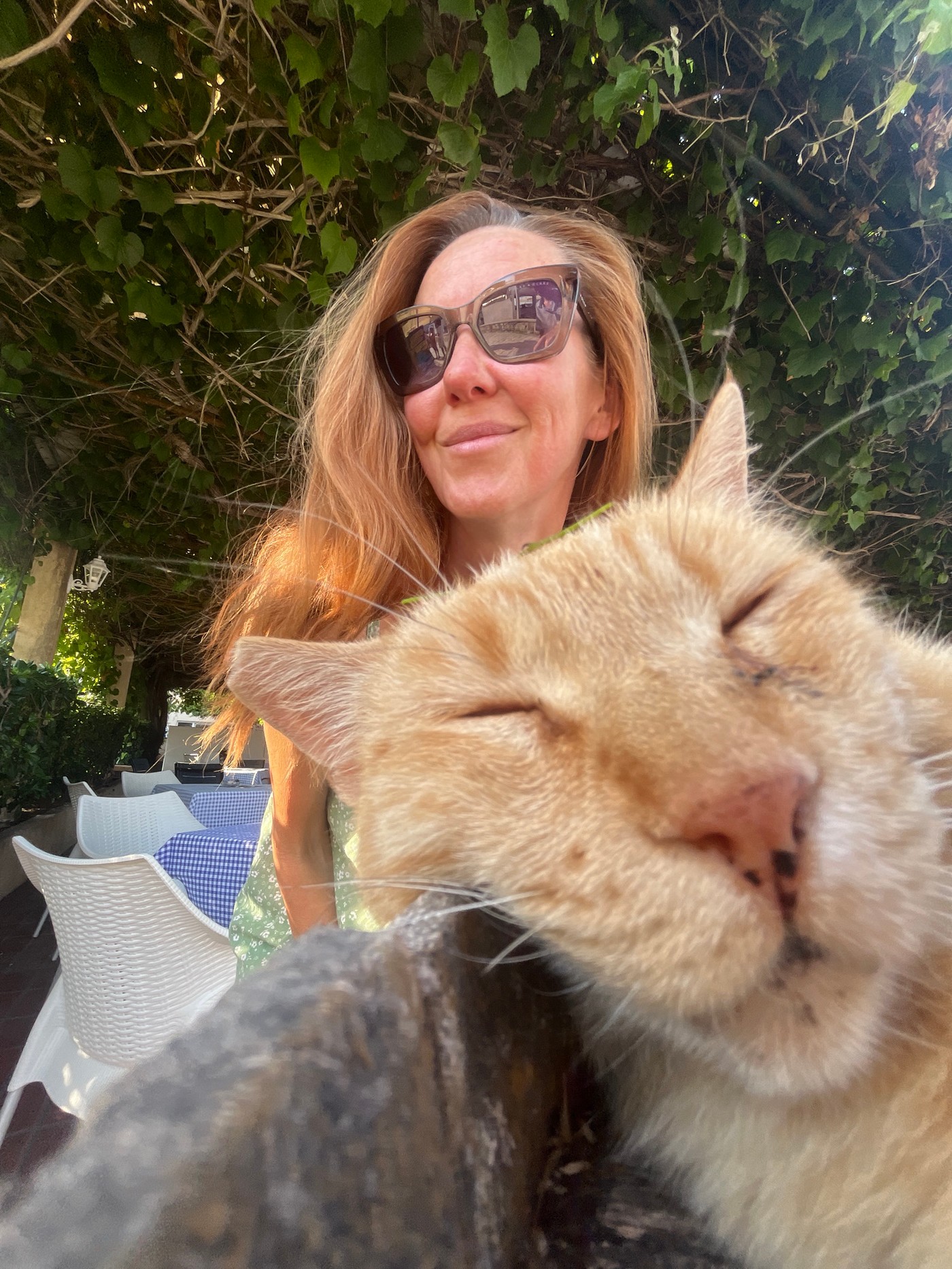 Lazy afternoon with a sleepy ginger cat in Budva