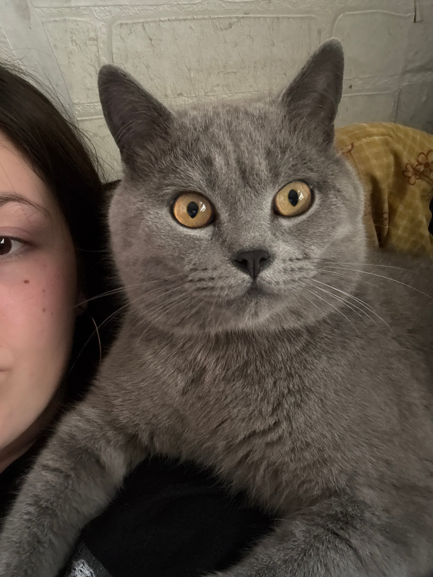 Quiet morning moments with pet cat in Russian village