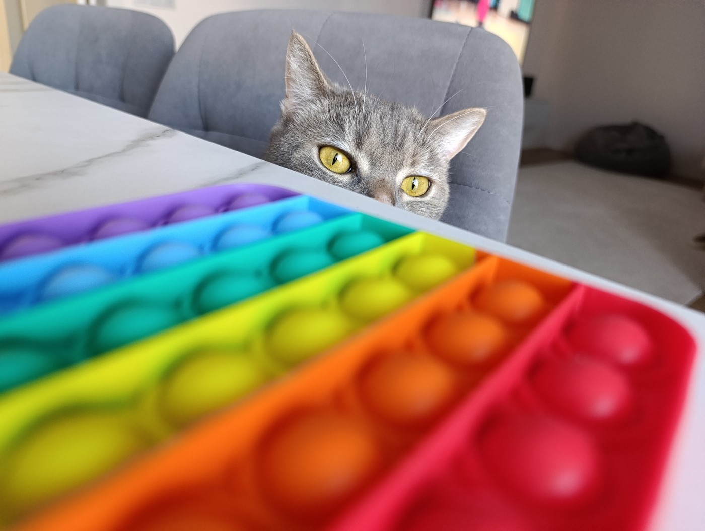 Gray tabby cat explores home interior in Chaikovsky