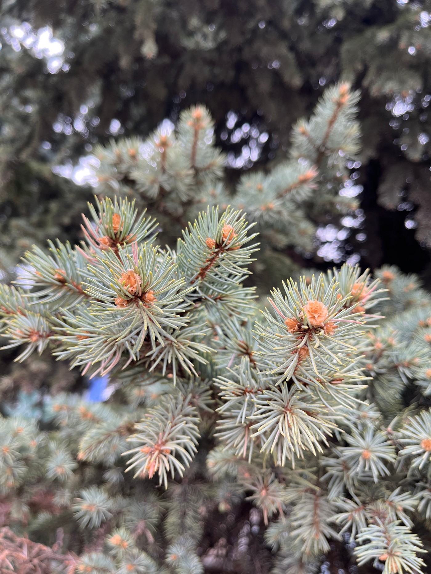 Blue spruce tree photographed in Moscow showing spring buds