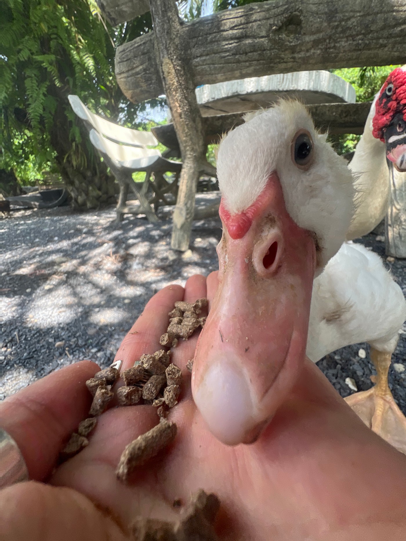 Hand-feeding ducks and pigs at a Choeng Thale farm