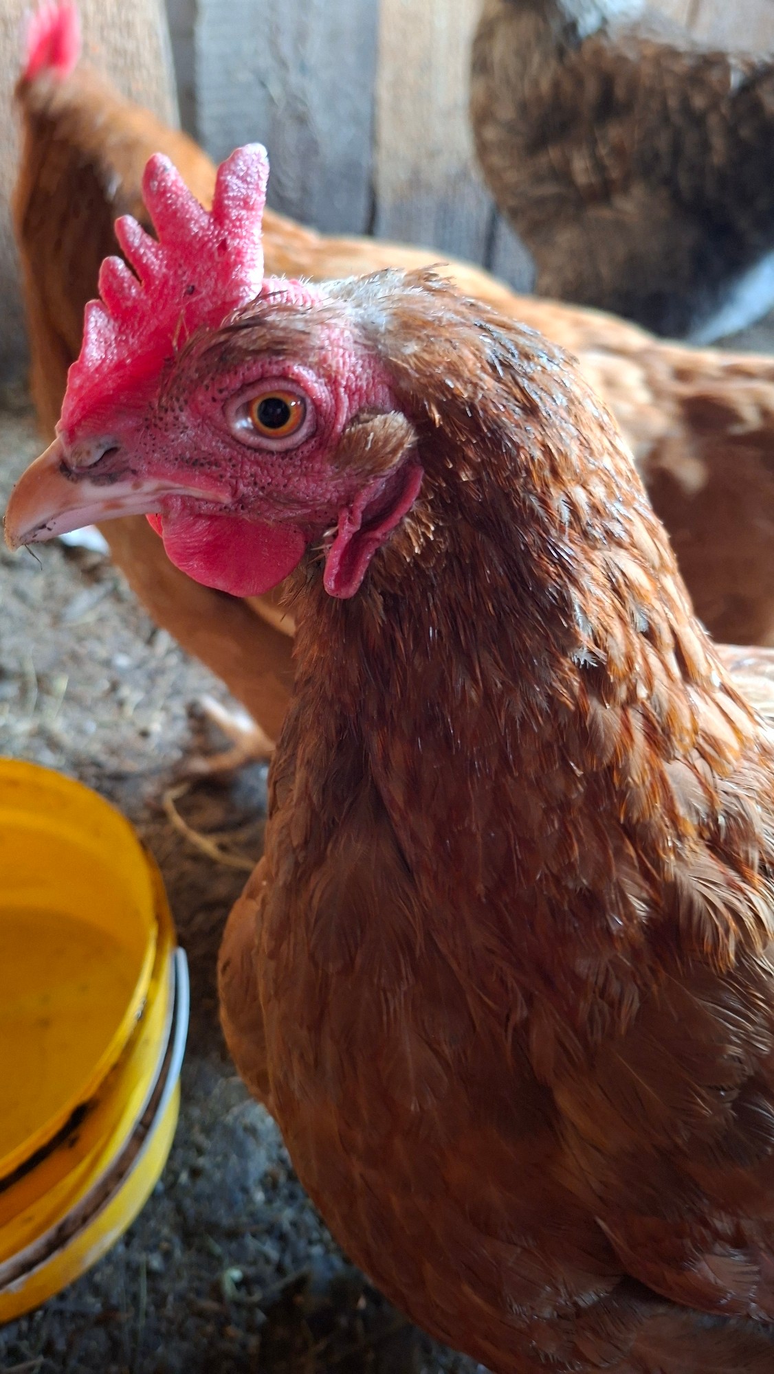 Reddish-brown hen photographed in close-up domestic setting