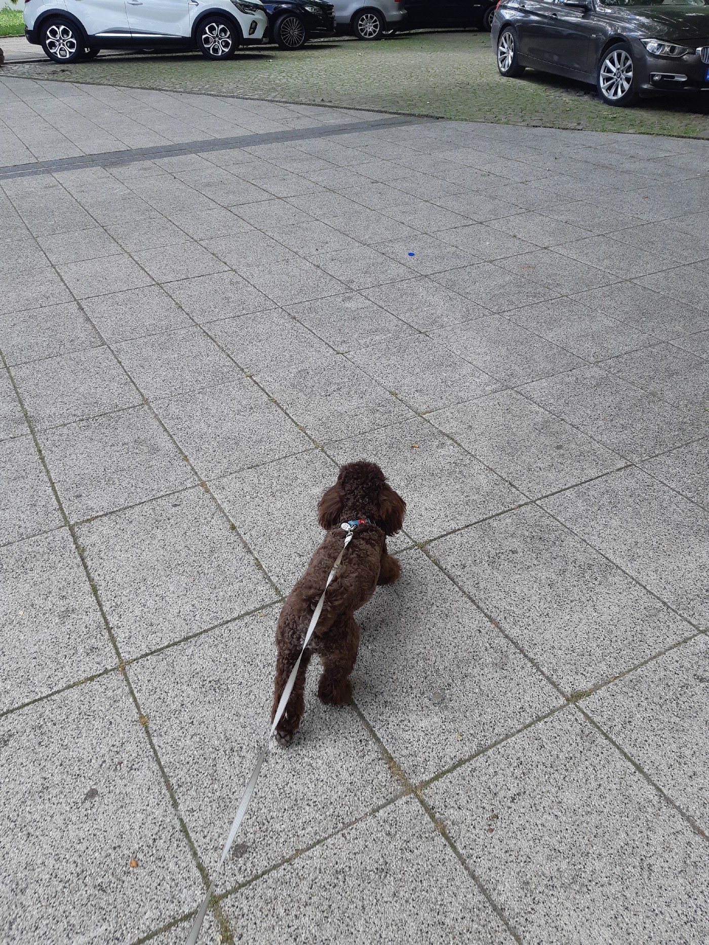 Brown poodle takes morning walk through Plovdiv, Bulgaria