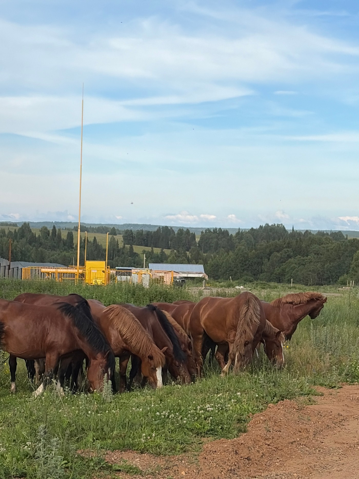 Horses graze freely near farm buildings in rural Ваньки, Russia