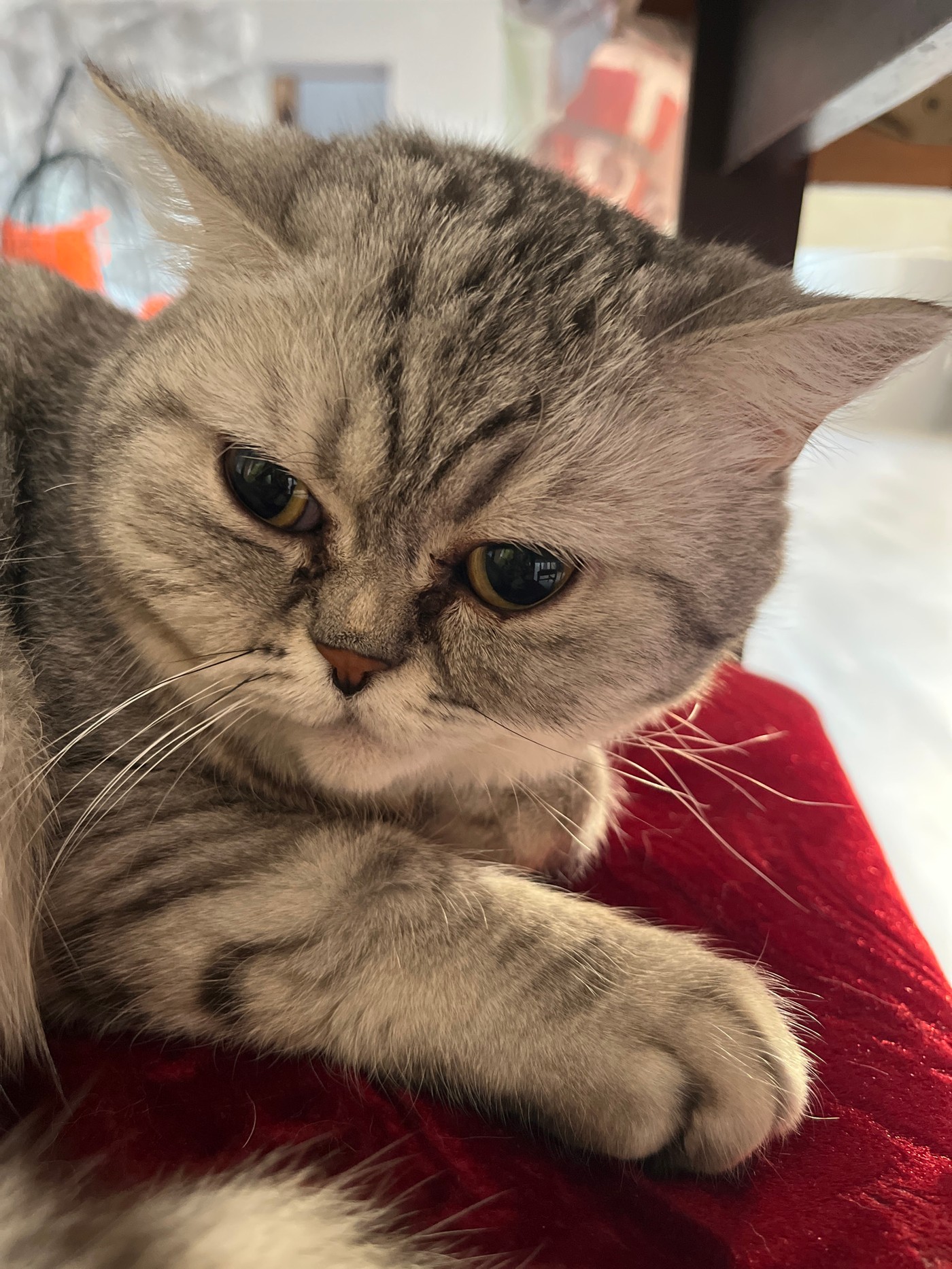 Gray tabby cat photographed on red surface in Chaikovsky