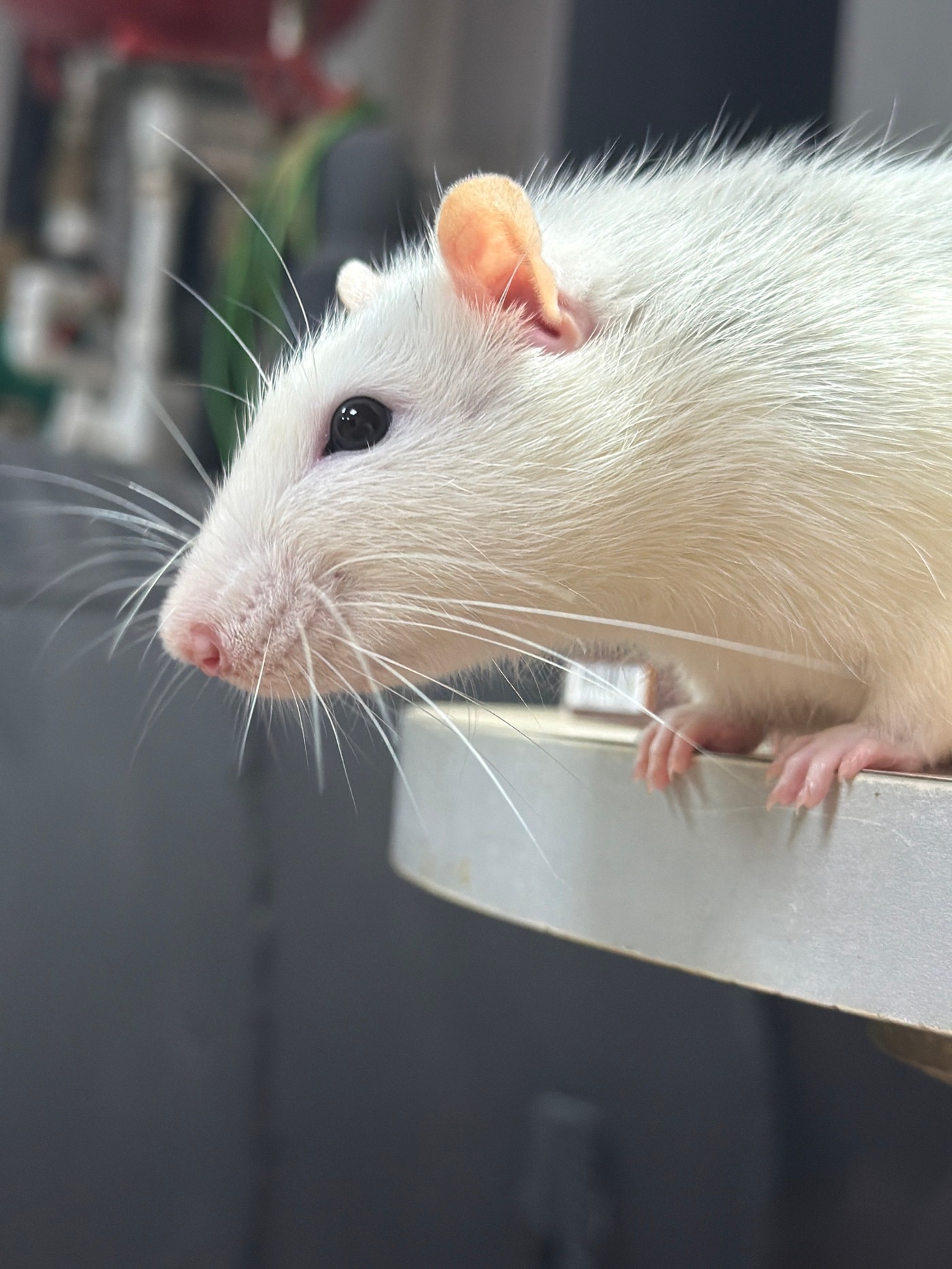 Person with pink hair handles white rat in Markovo