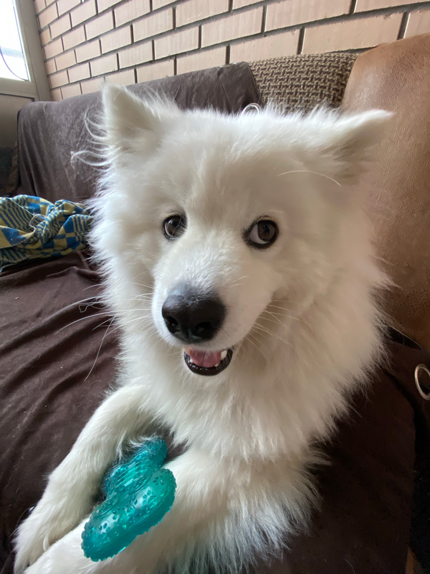 Samoyed chills at home, Khabarovsk apartment building nearby