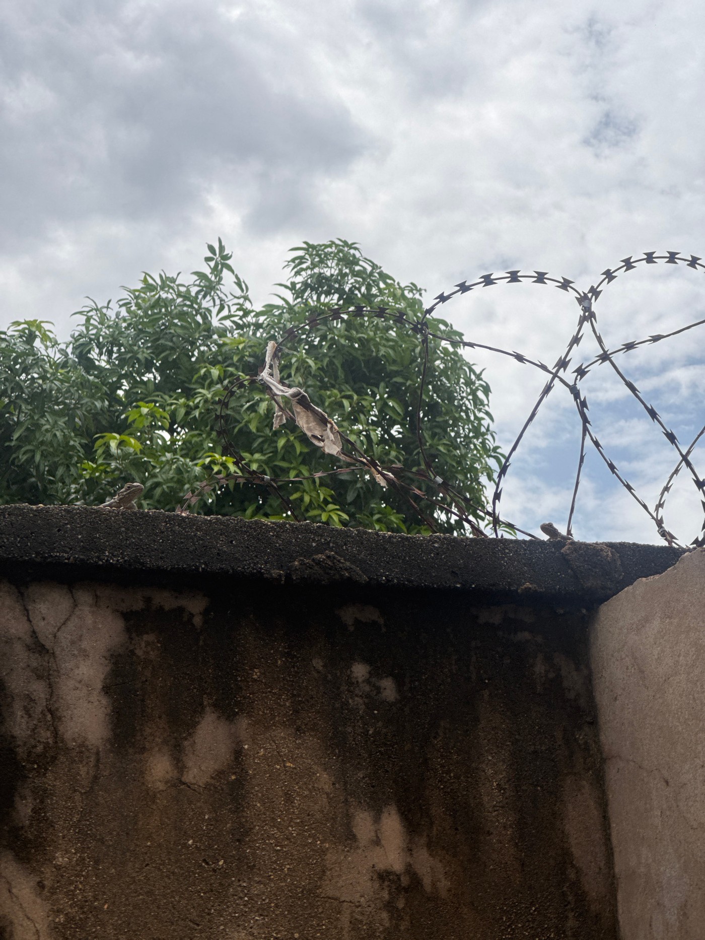 Street scenes, lizards, barbed wire, and a candid phone message