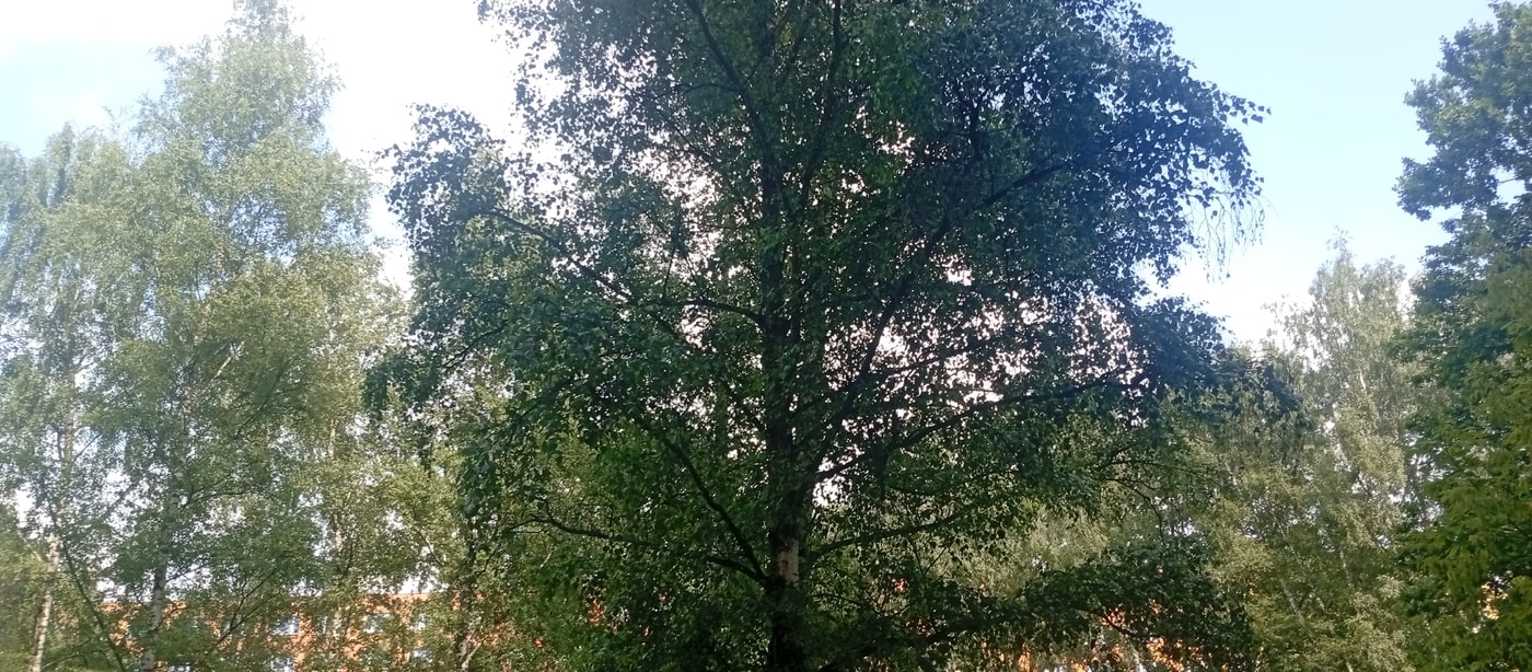 Afternoon in a Karviná park: trees, wire art, and Soviet-era housing