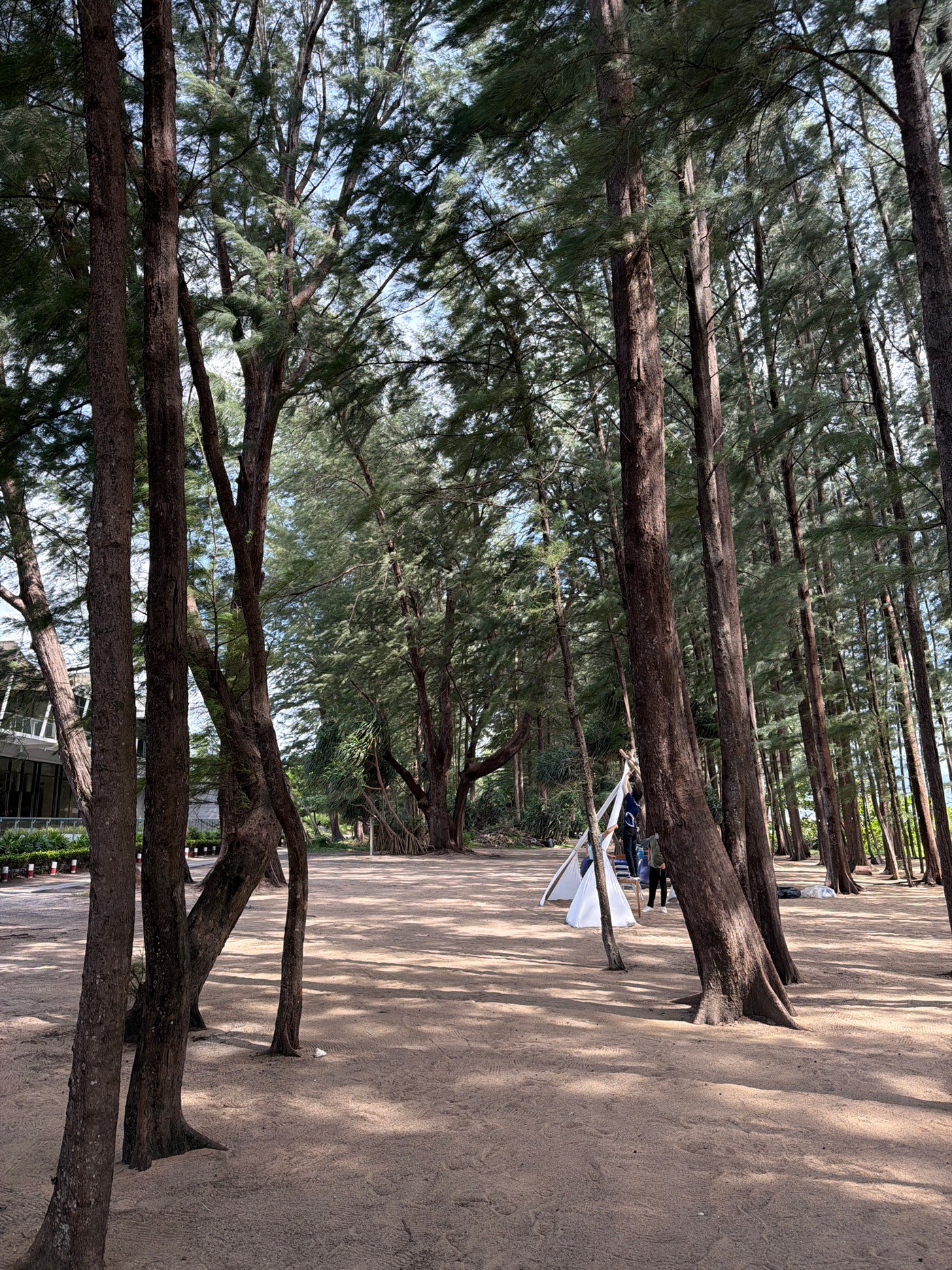 Finding Quiet Shade Along the Shoreline of Mai Khao
