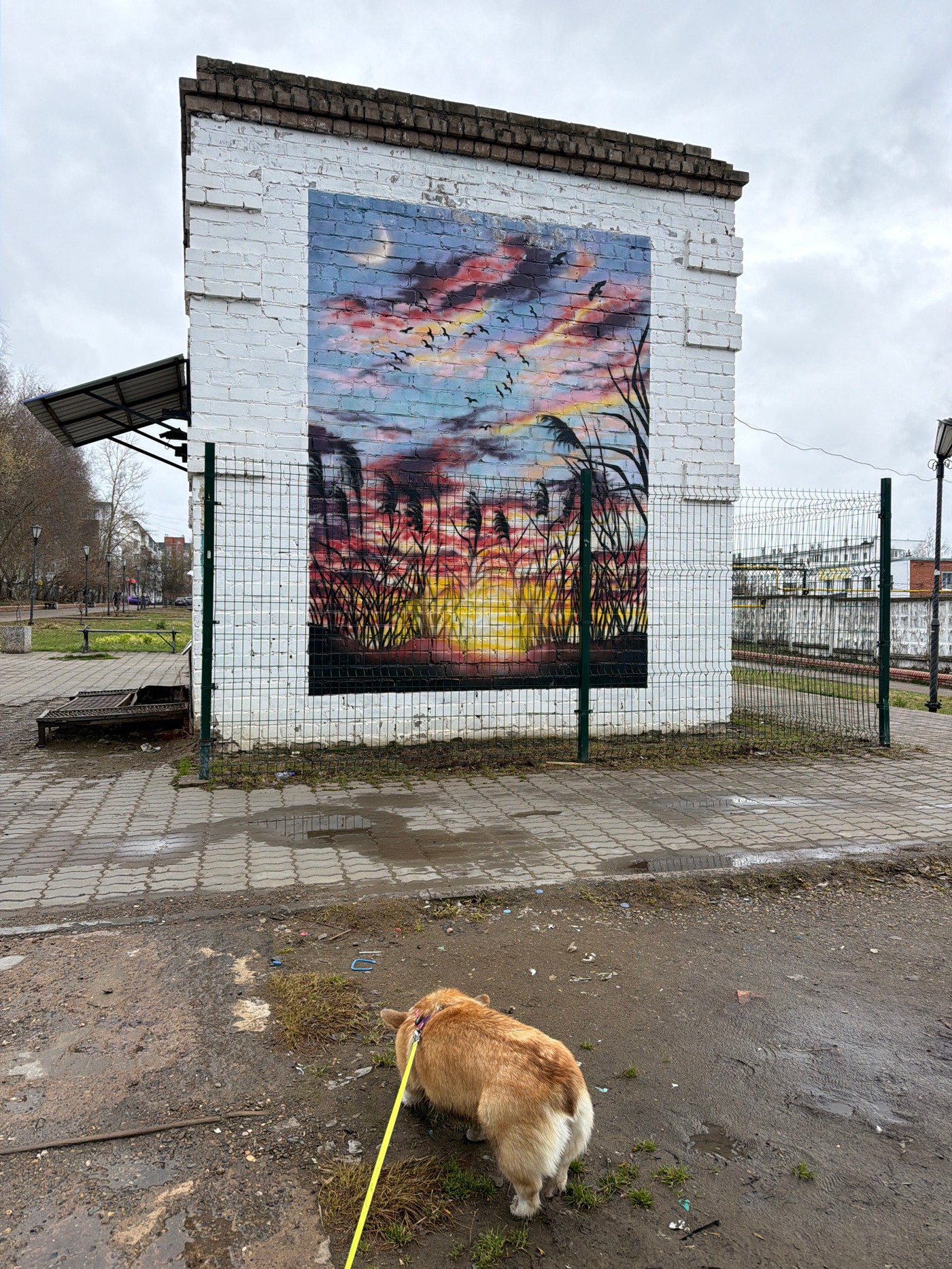 Corgi walks past street mural in Chaikovsky, Russia