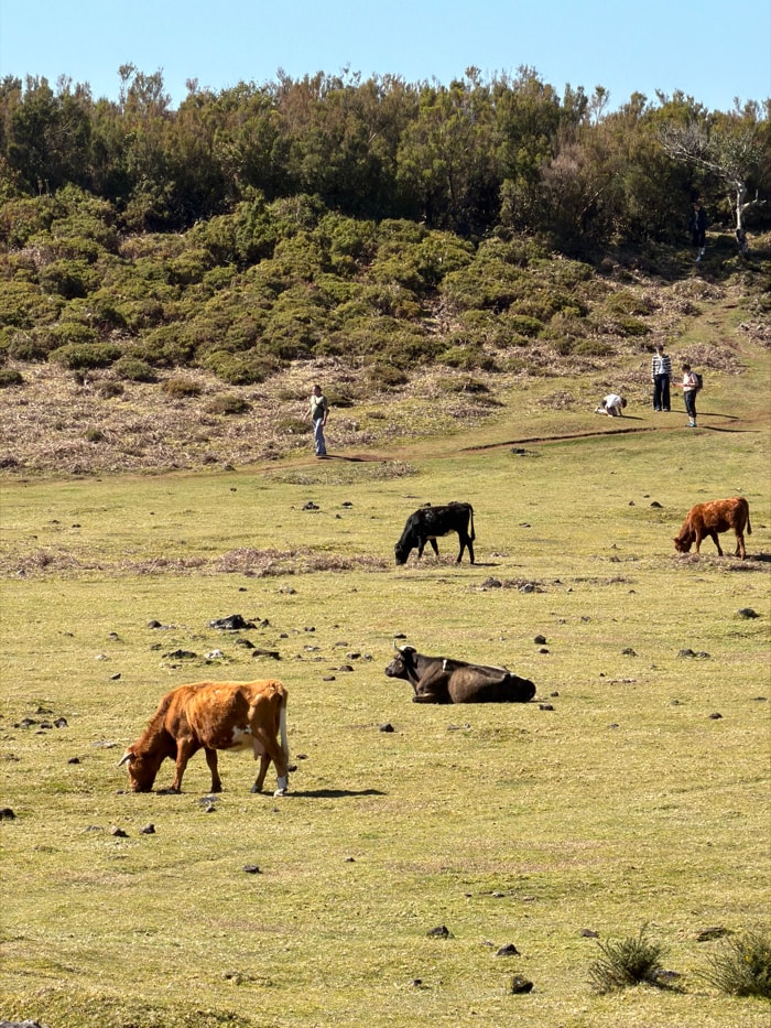 Exploring Porto Moniz: Where Nature Meets Rural Charm