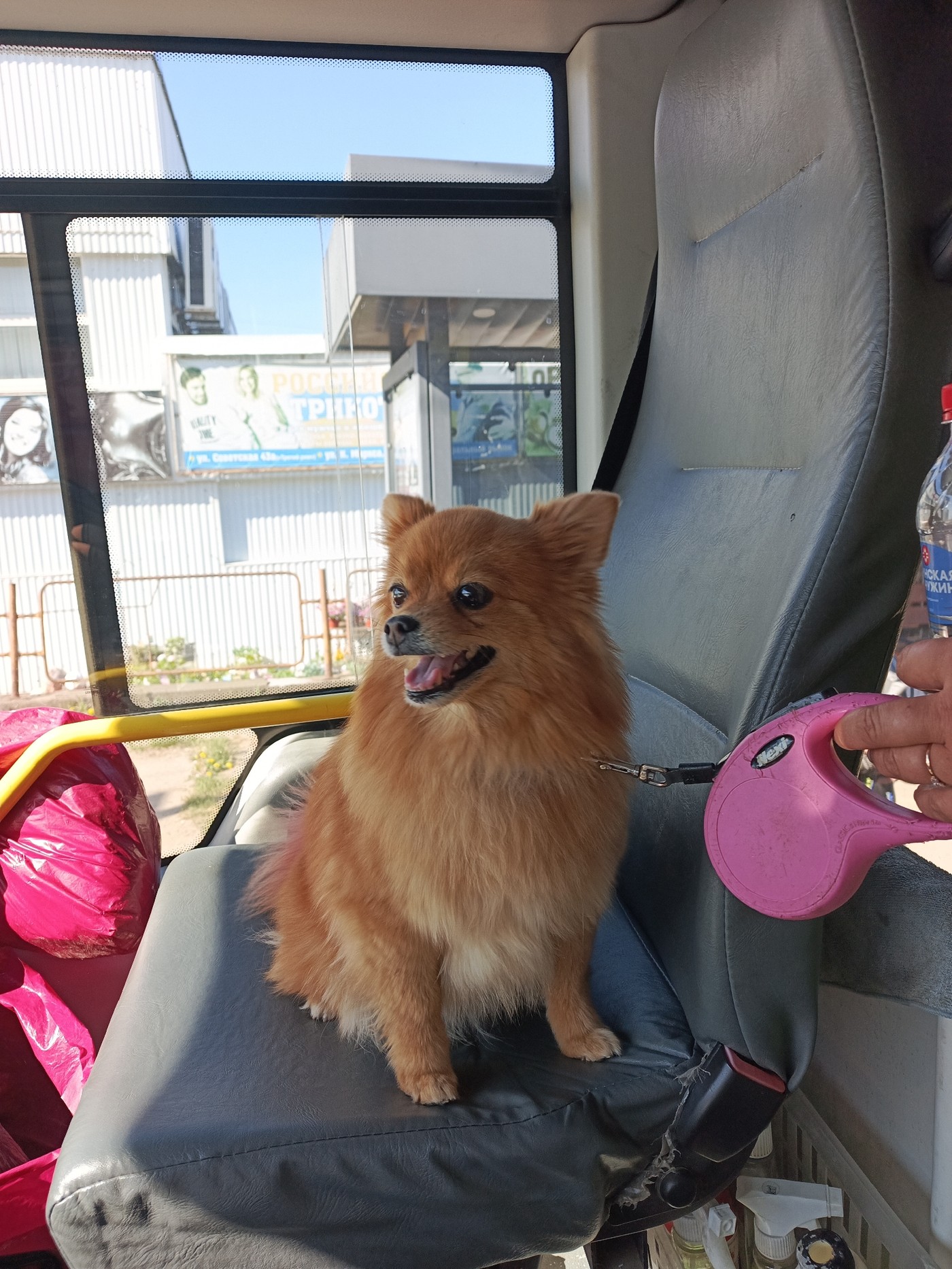 Woman documents morning travels with pet in Chaikovsky, Russia