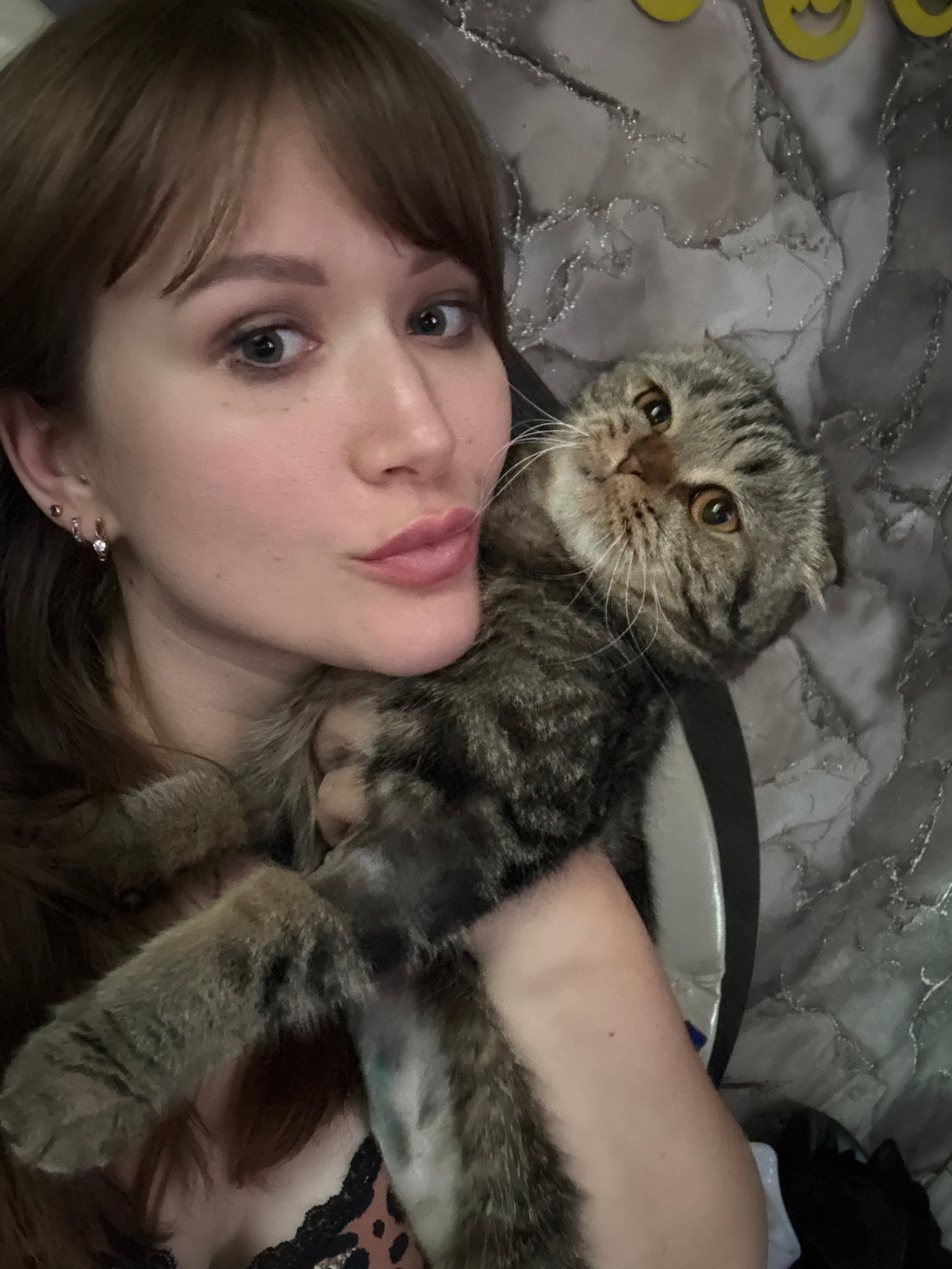 Lazy afternoon with a Scottish Fold cat in Chaikovsky