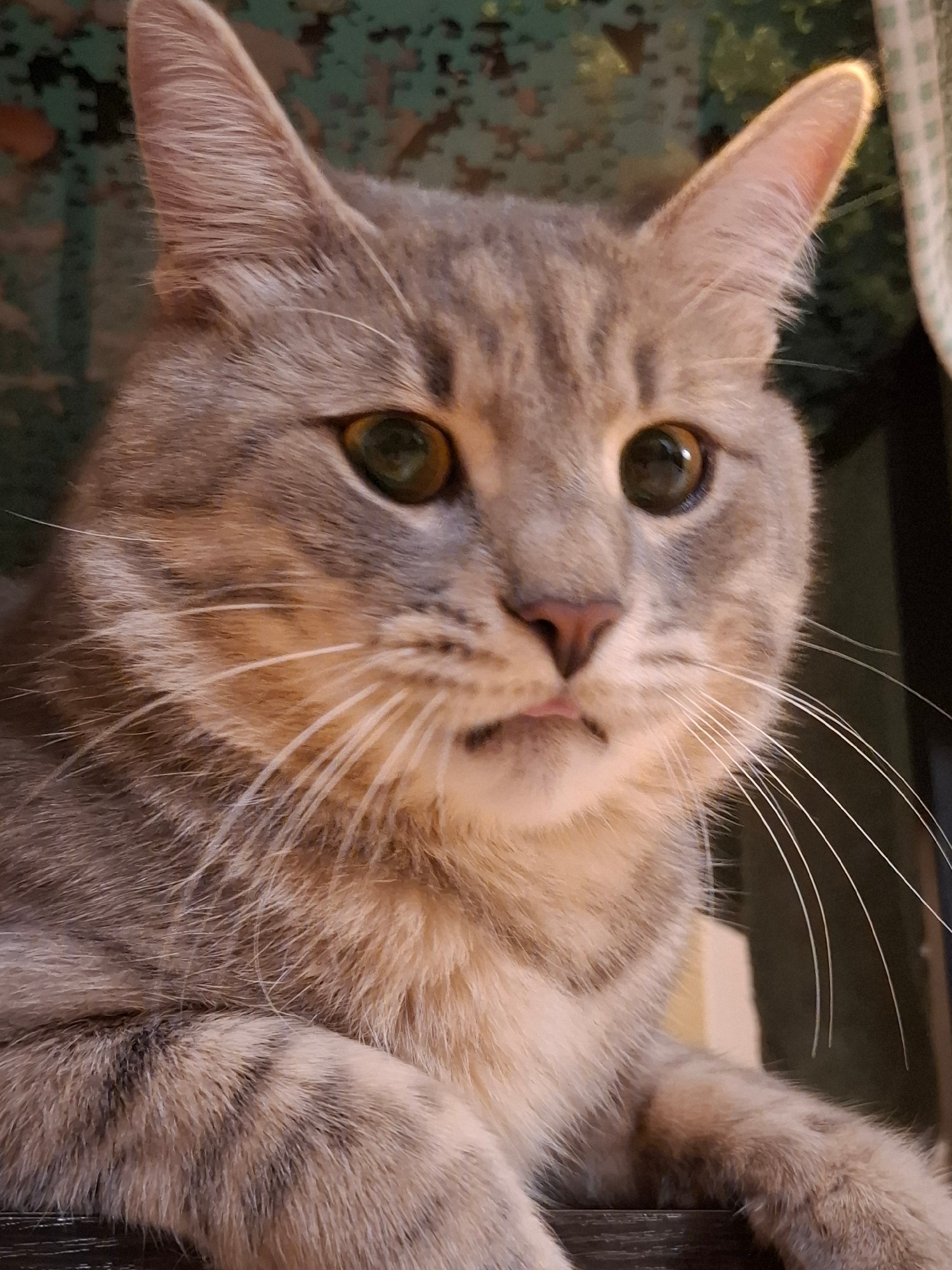 Grey tabby cat at home, evening portrait session