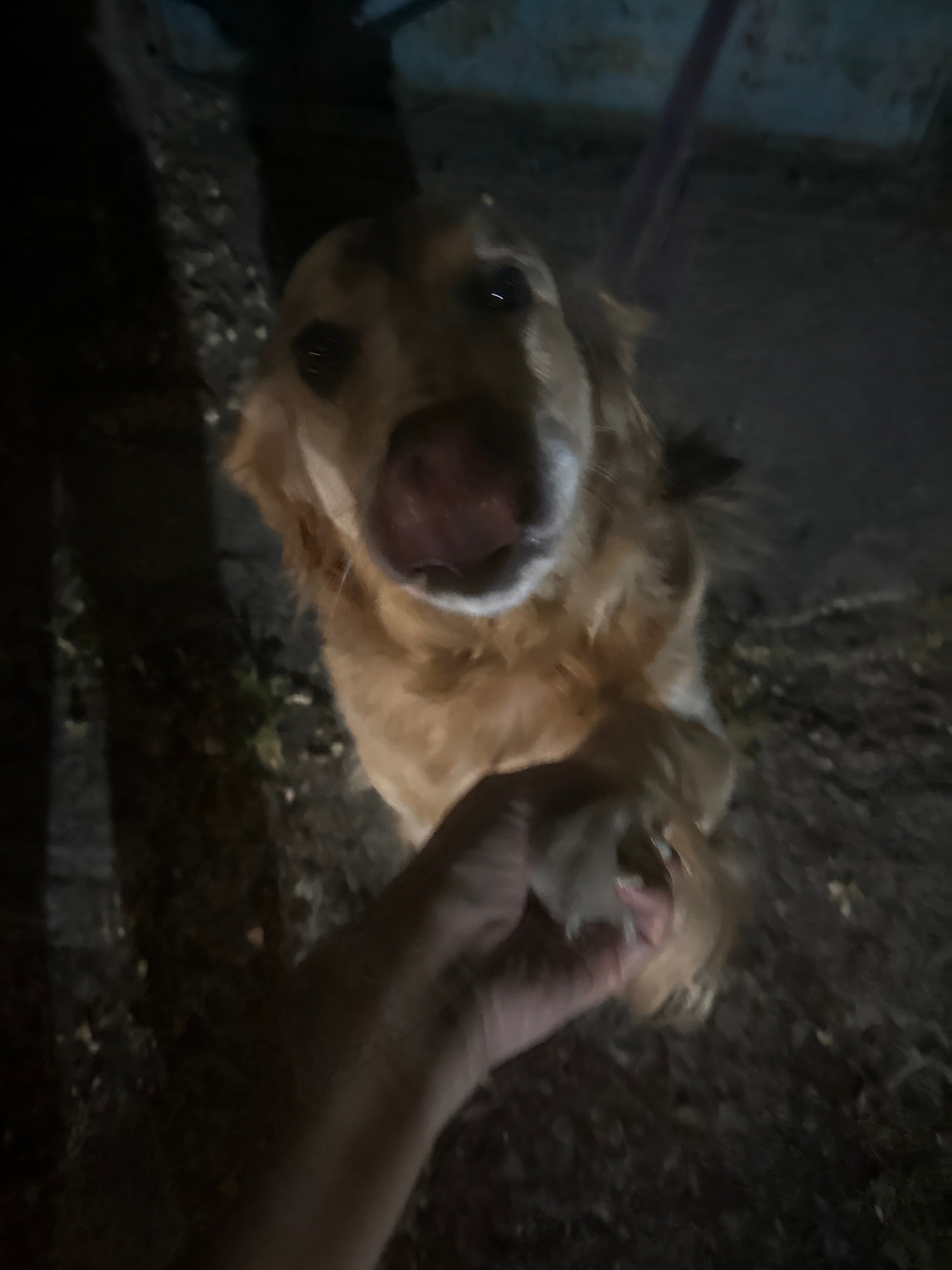 Golden retriever being fed treats outdoors