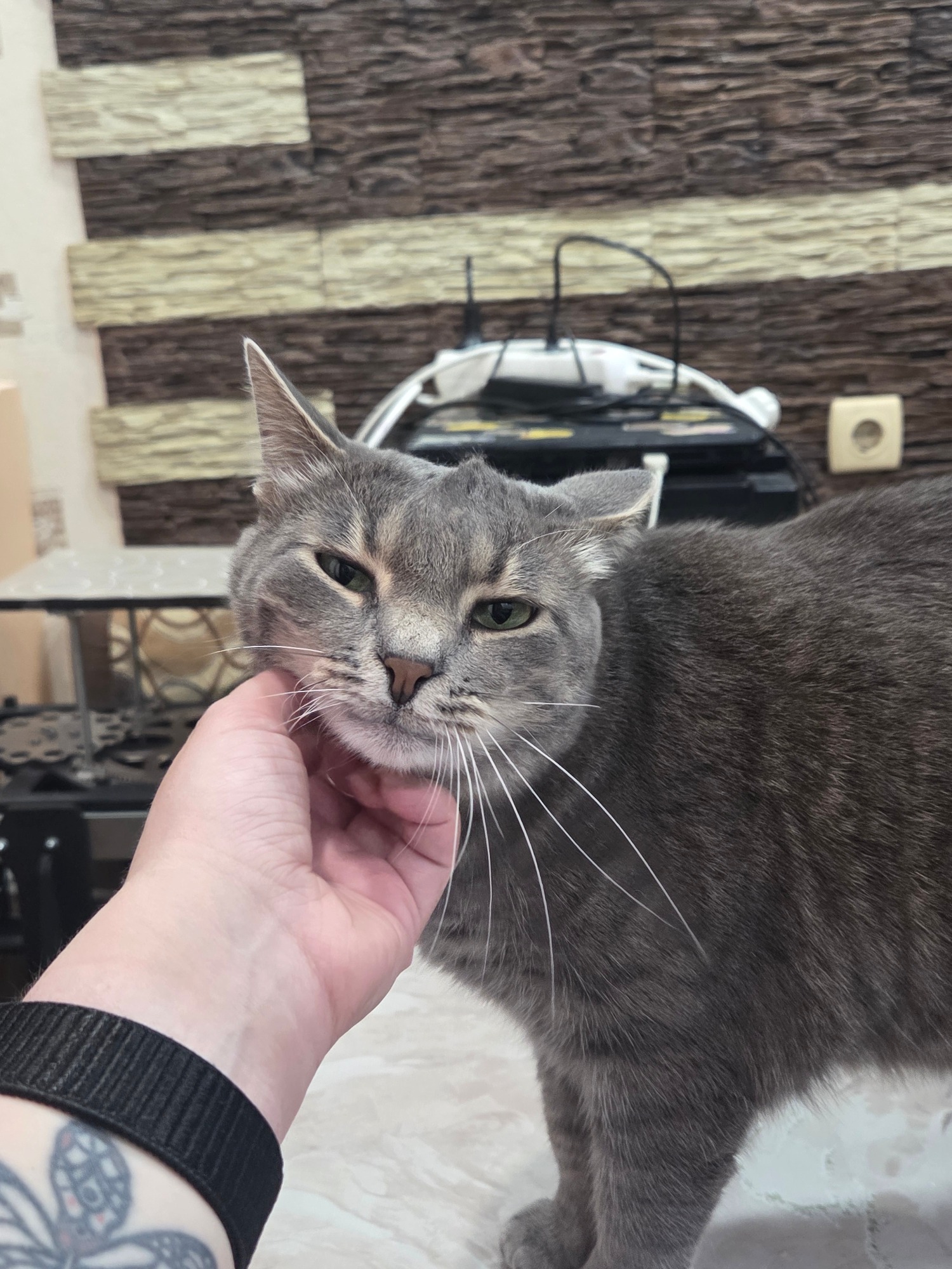 Grey tabby cat, green eyes, multiple close-up angles